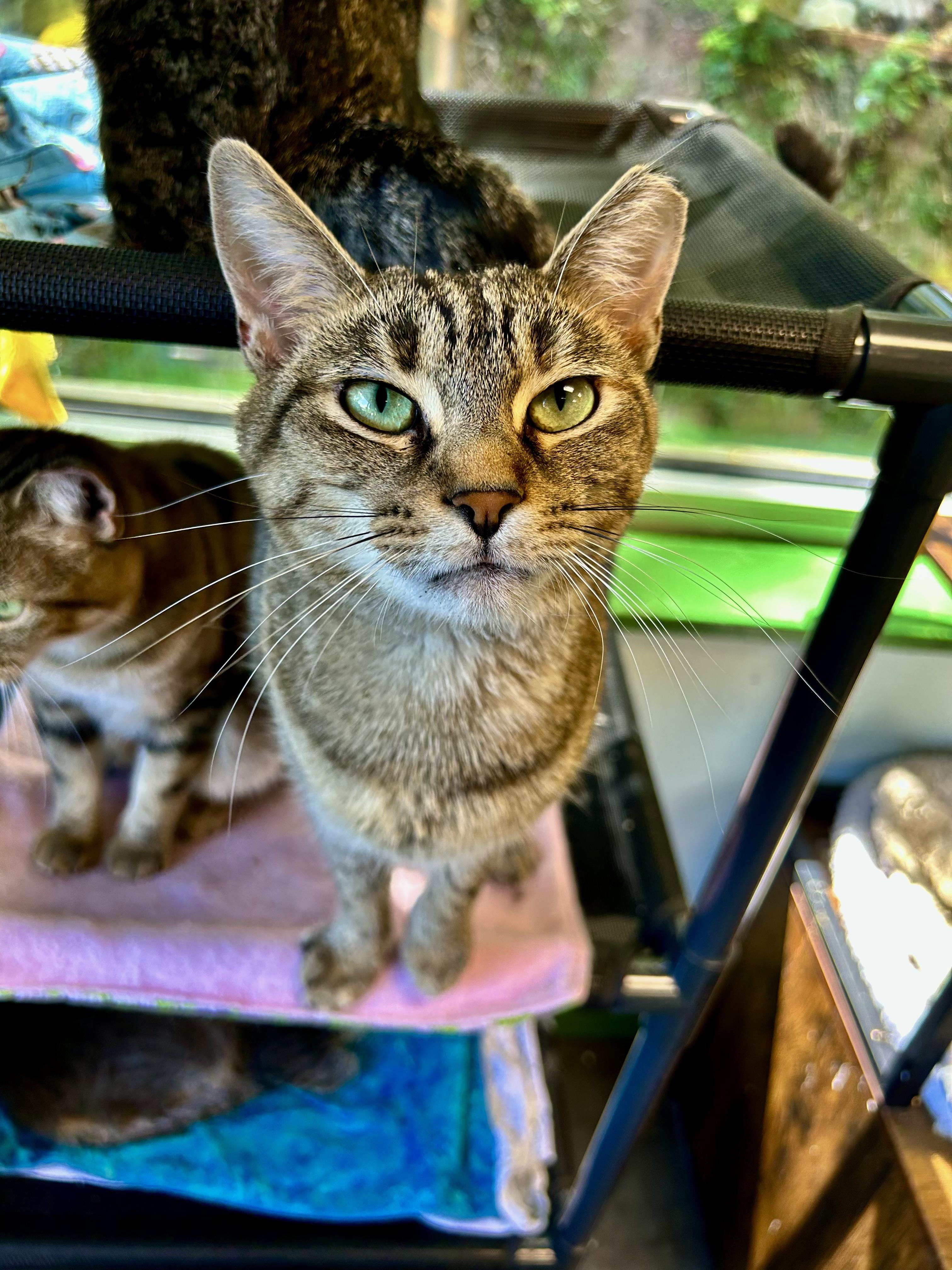 Mocha, a Adoptable Torbie in Grand Rapids, MI image 1/6