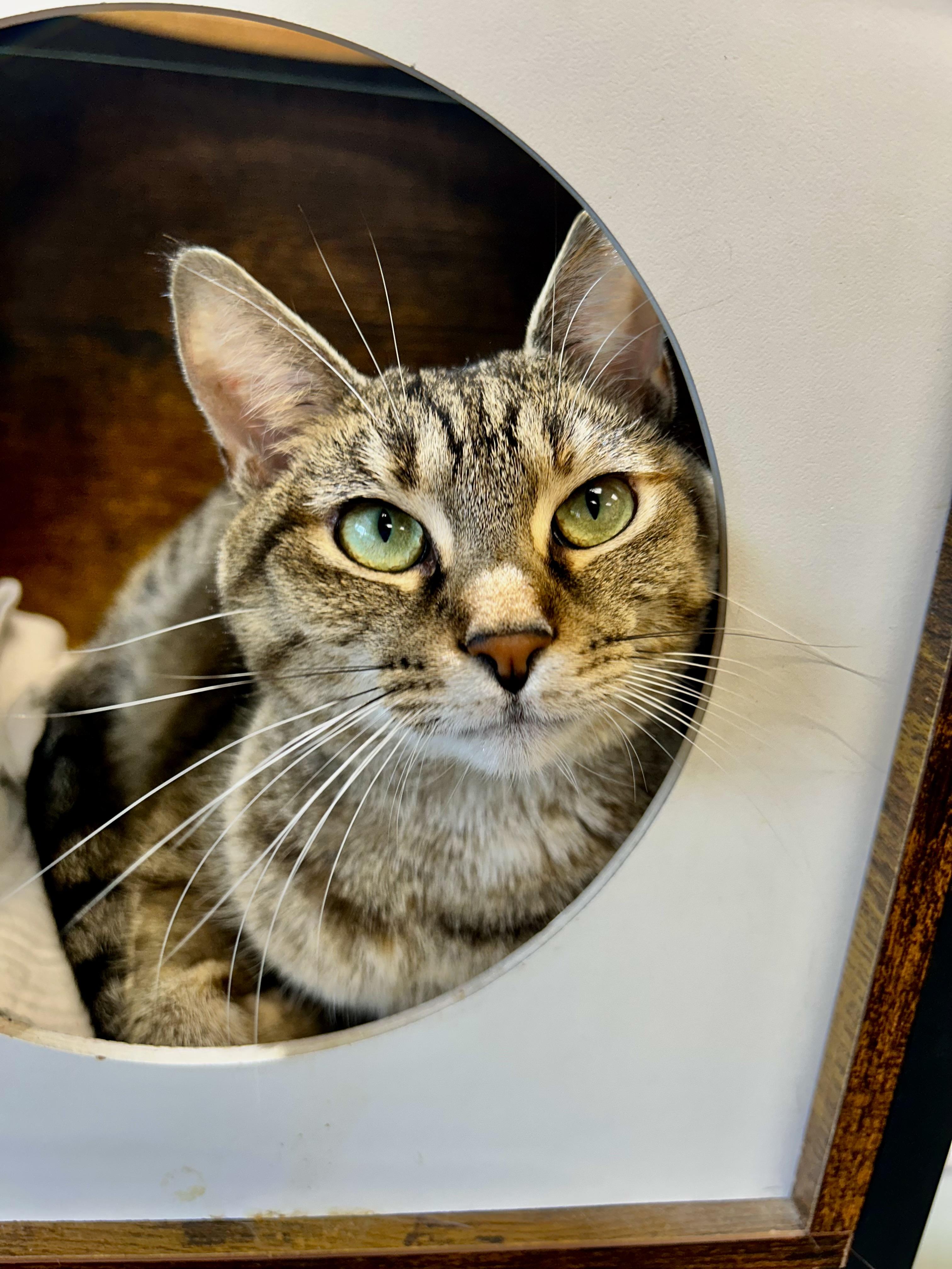 Enlarge Mocha, a Adoptable Torbie in Grand Rapids, MI image 6/6