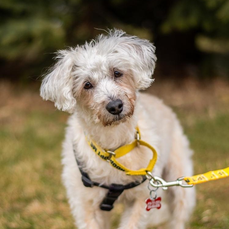 Fredy, ADOPTABLE, Senior Male Mixed Breed.