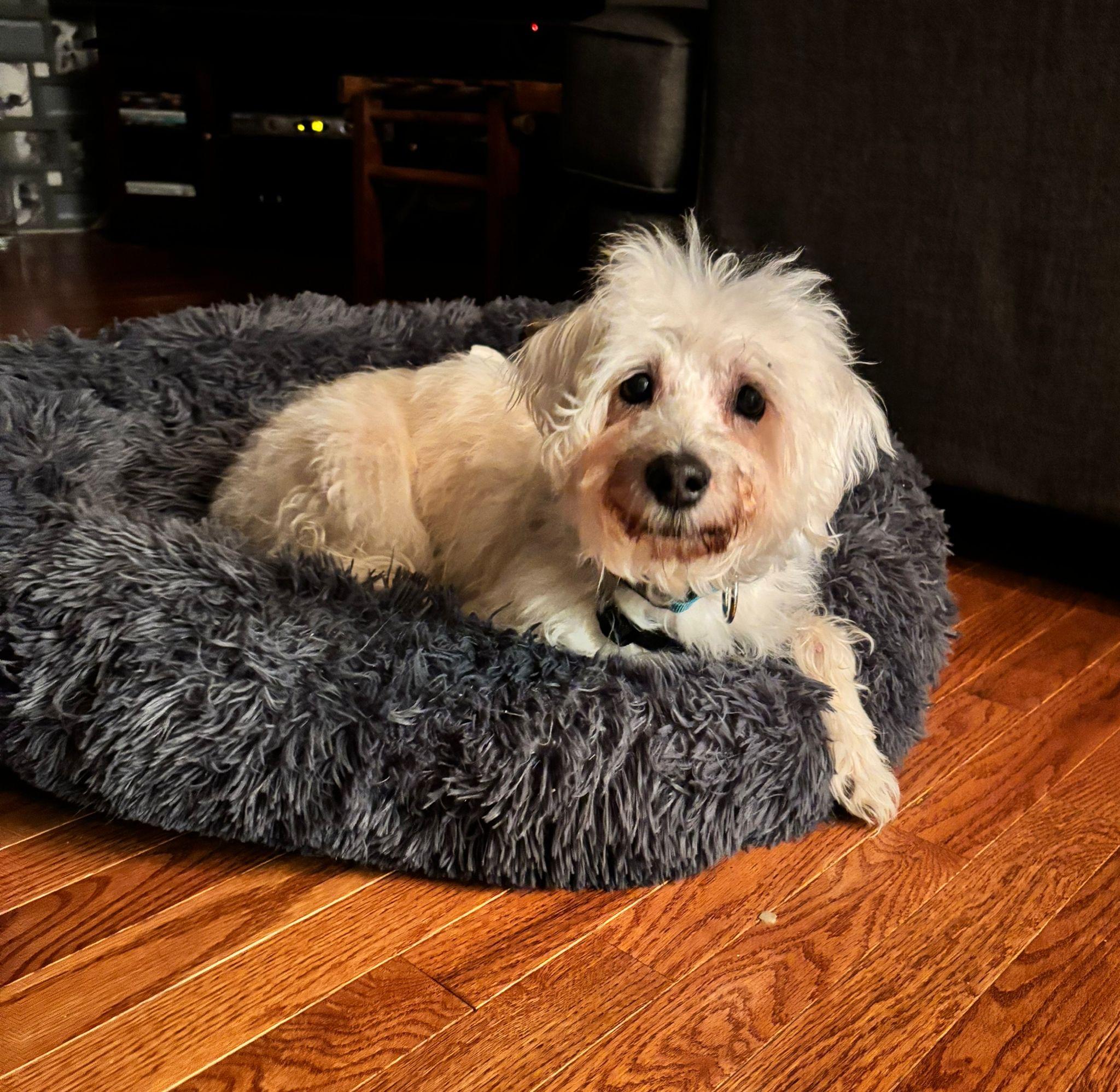 Enlarge Fredy, a ADOPTABLE mixed breed in Mississauga, ON image 5/6