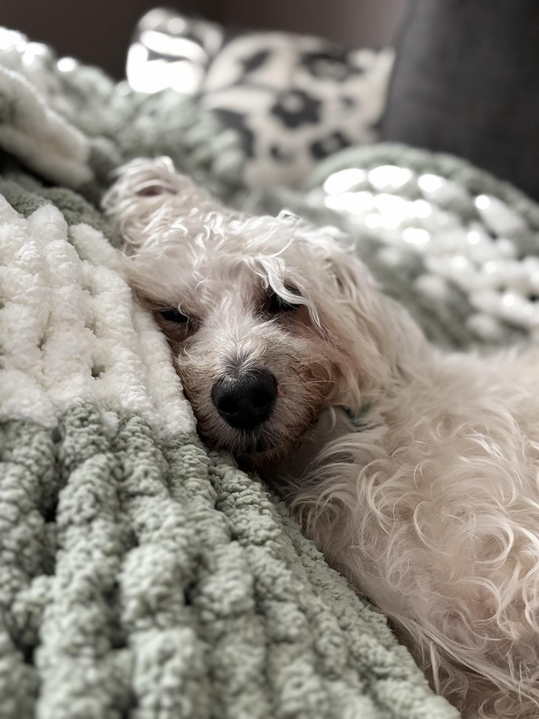 Enlarge Fredy, a ADOPTABLE mixed breed in Mississauga, ON image 4/6