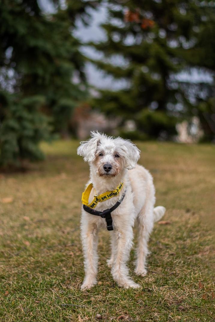 Enlarge Fredy, a ADOPTABLE mixed breed in Mississauga, ON image 3/6