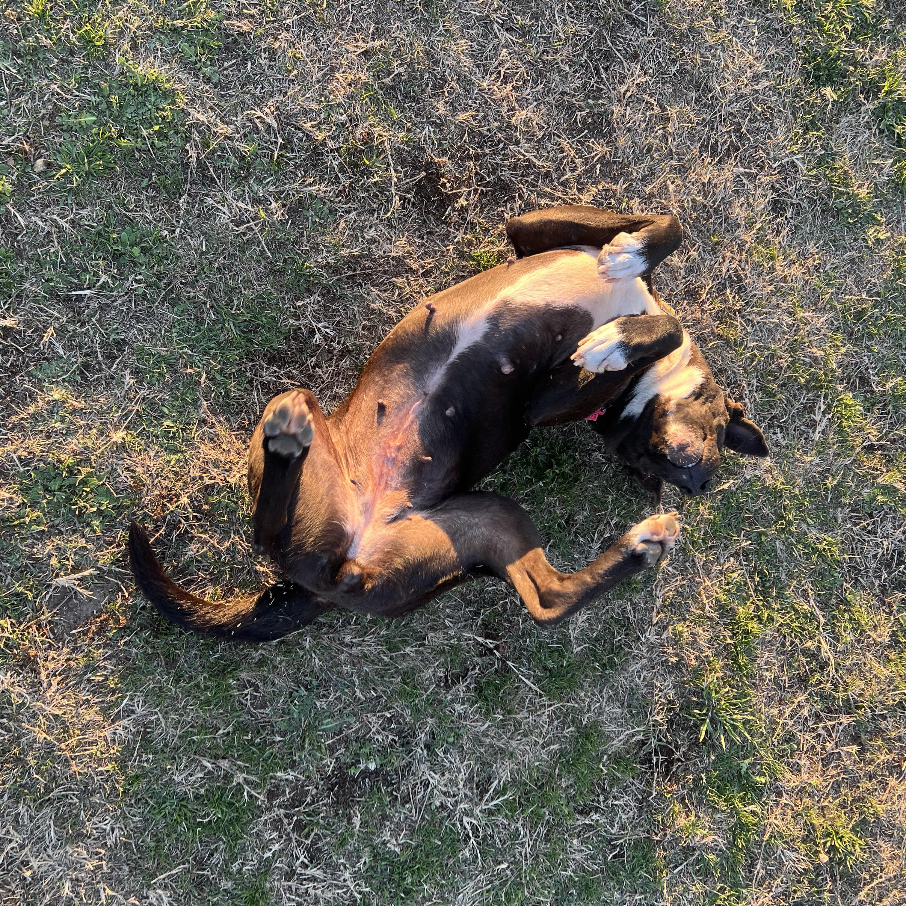 Iris, a Adoptable mixed breed in San Antonio, TX image 6/6