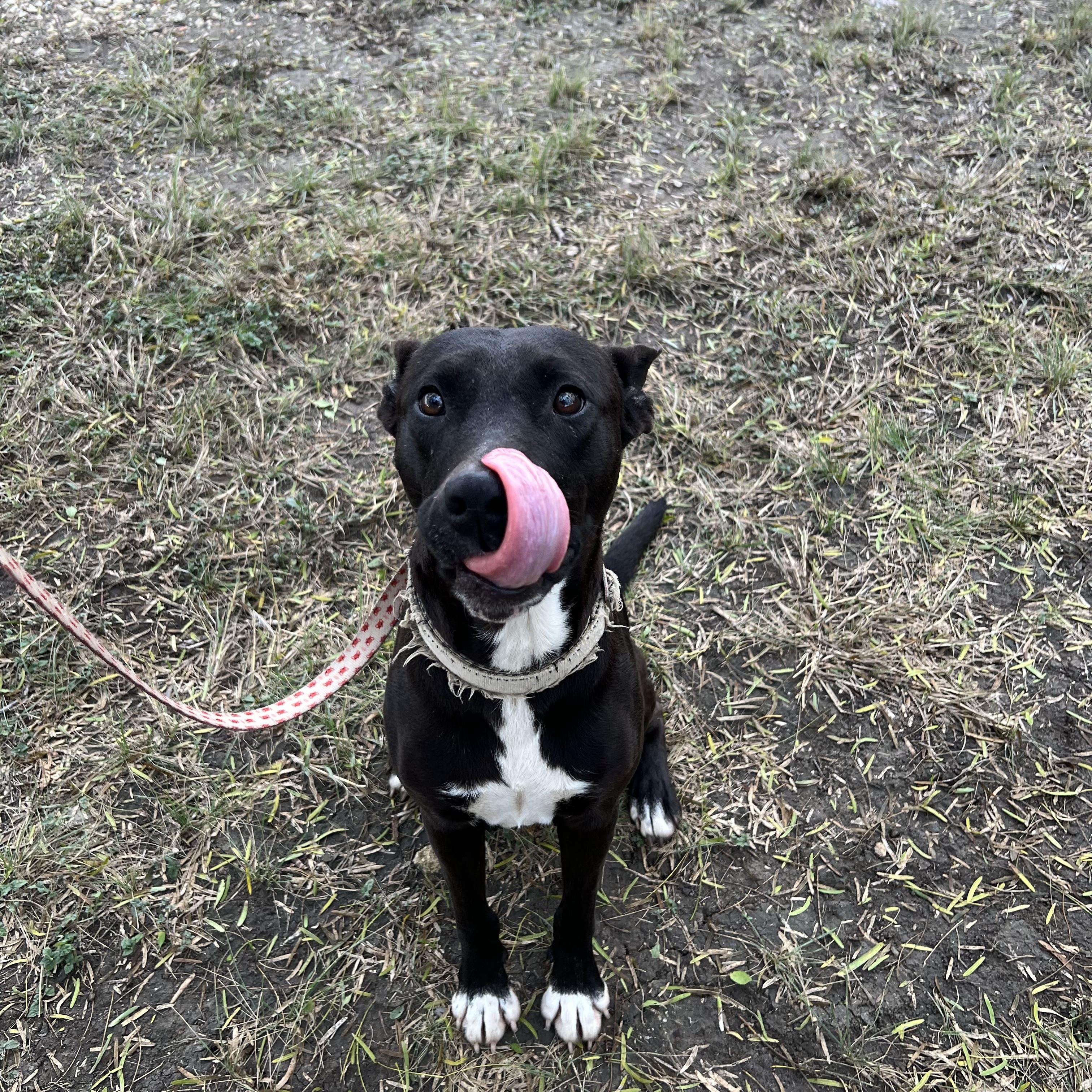 Iris, a Adoptable mixed breed in San Antonio, TX image 5/6