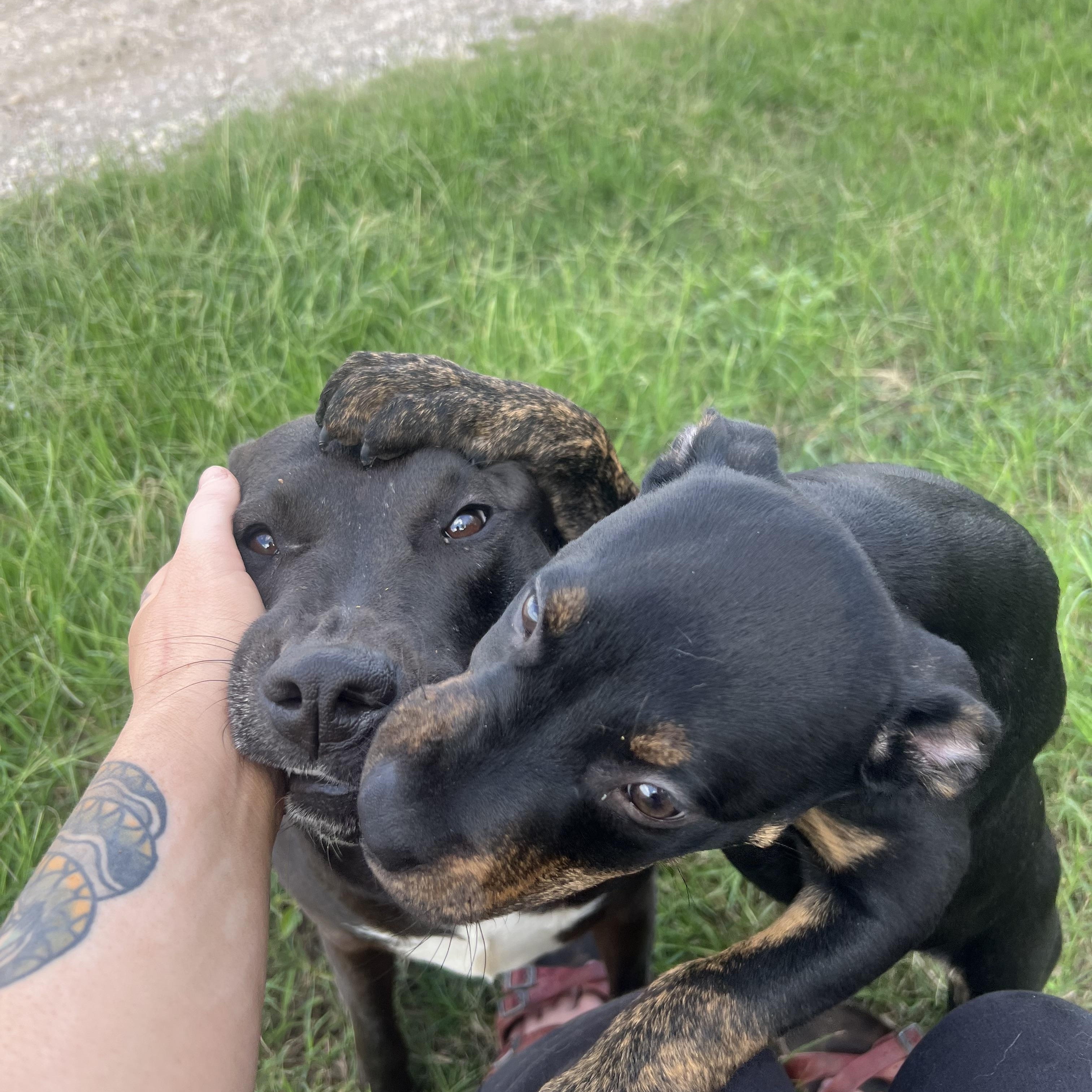 Enlarge Iris, a Adoptable mixed breed in San Antonio, TX image 6/6