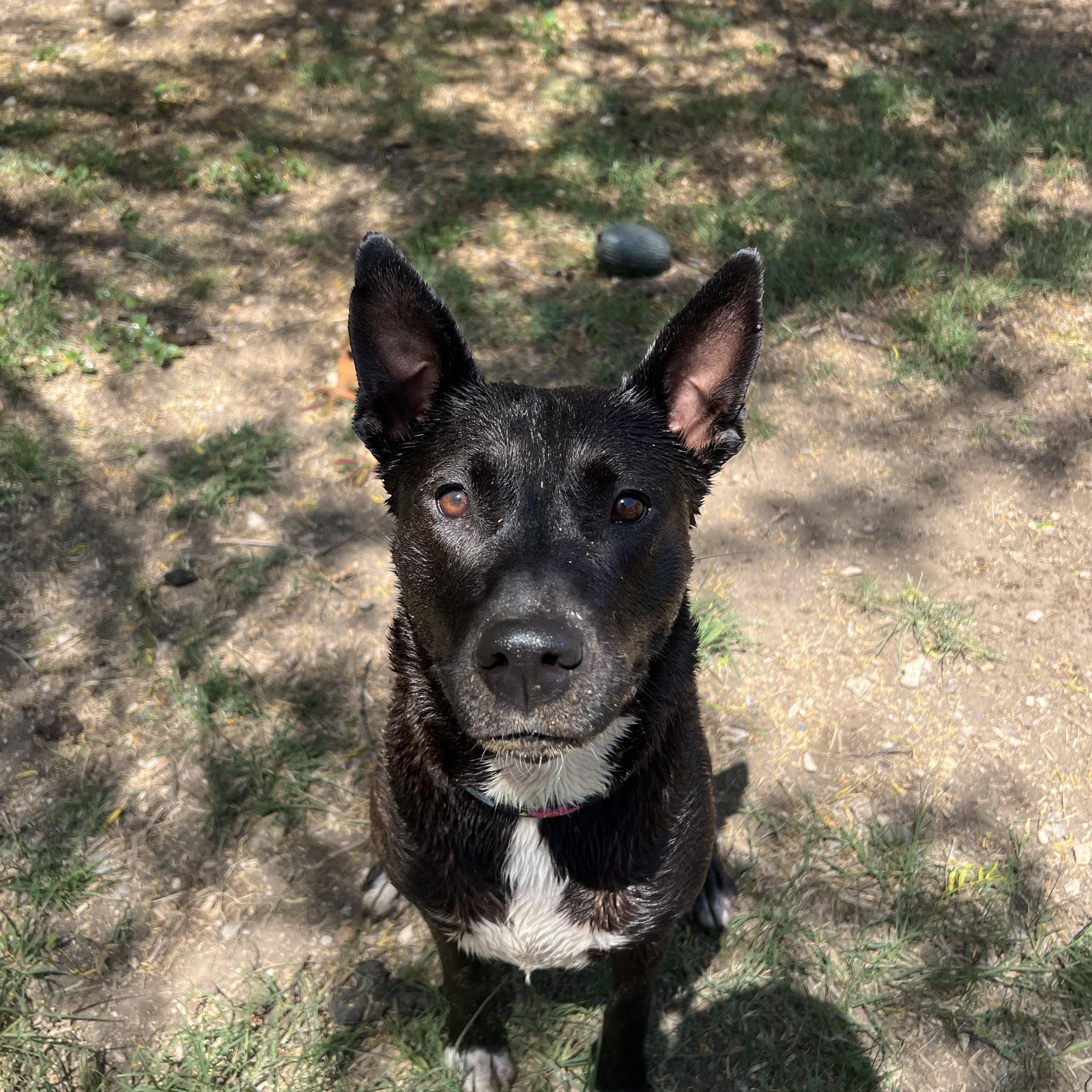 Iris, Adoptable, Adult Female Pharaoh Hound & Belgian Shepherd / Malinois.