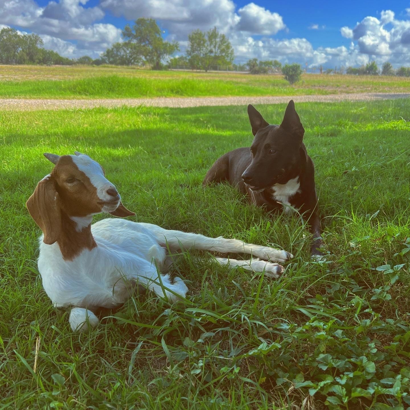 Iris, a Adoptable mixed breed in San Antonio, TX image 2/6