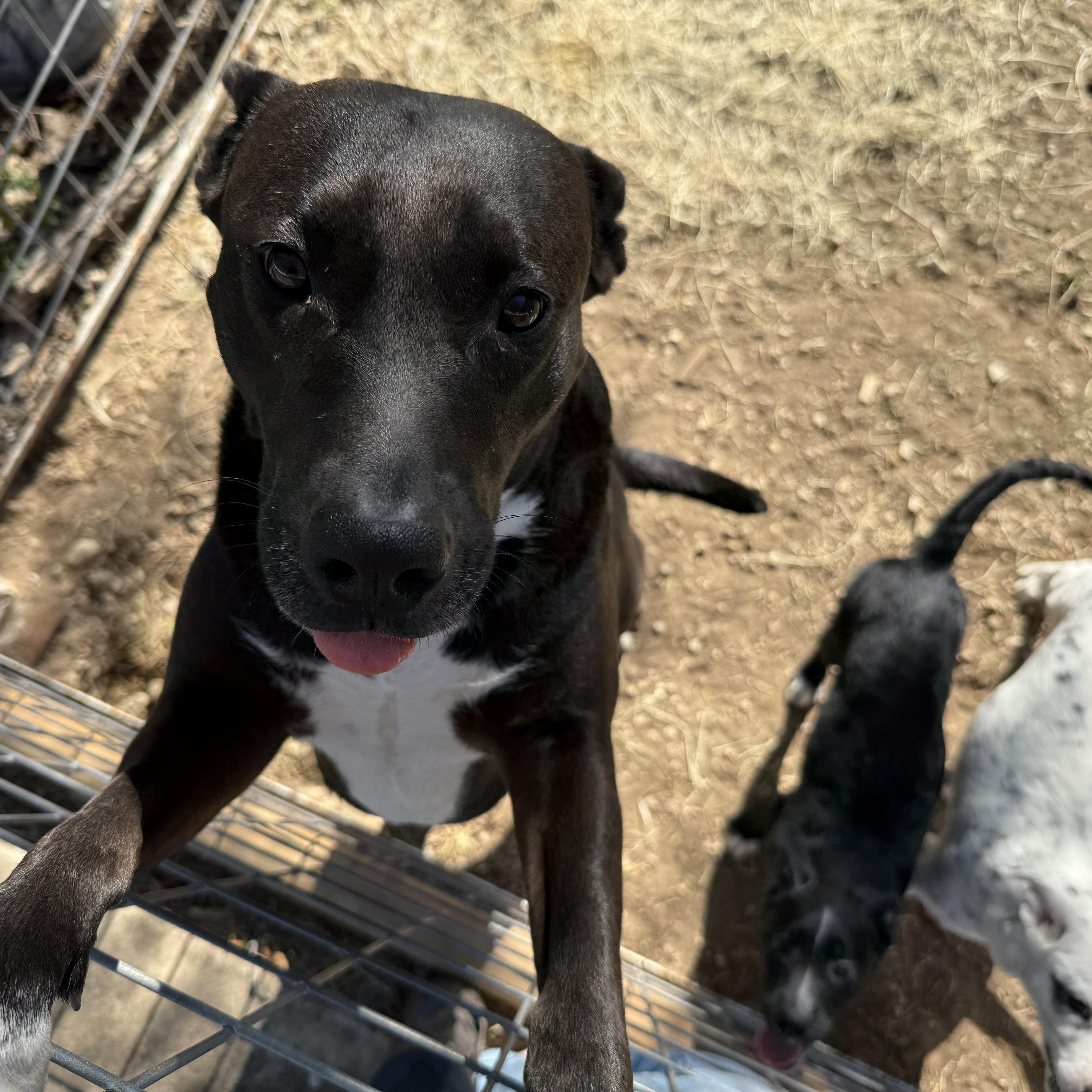 Iris, a Adoptable mixed breed in San Antonio, TX image 3/6