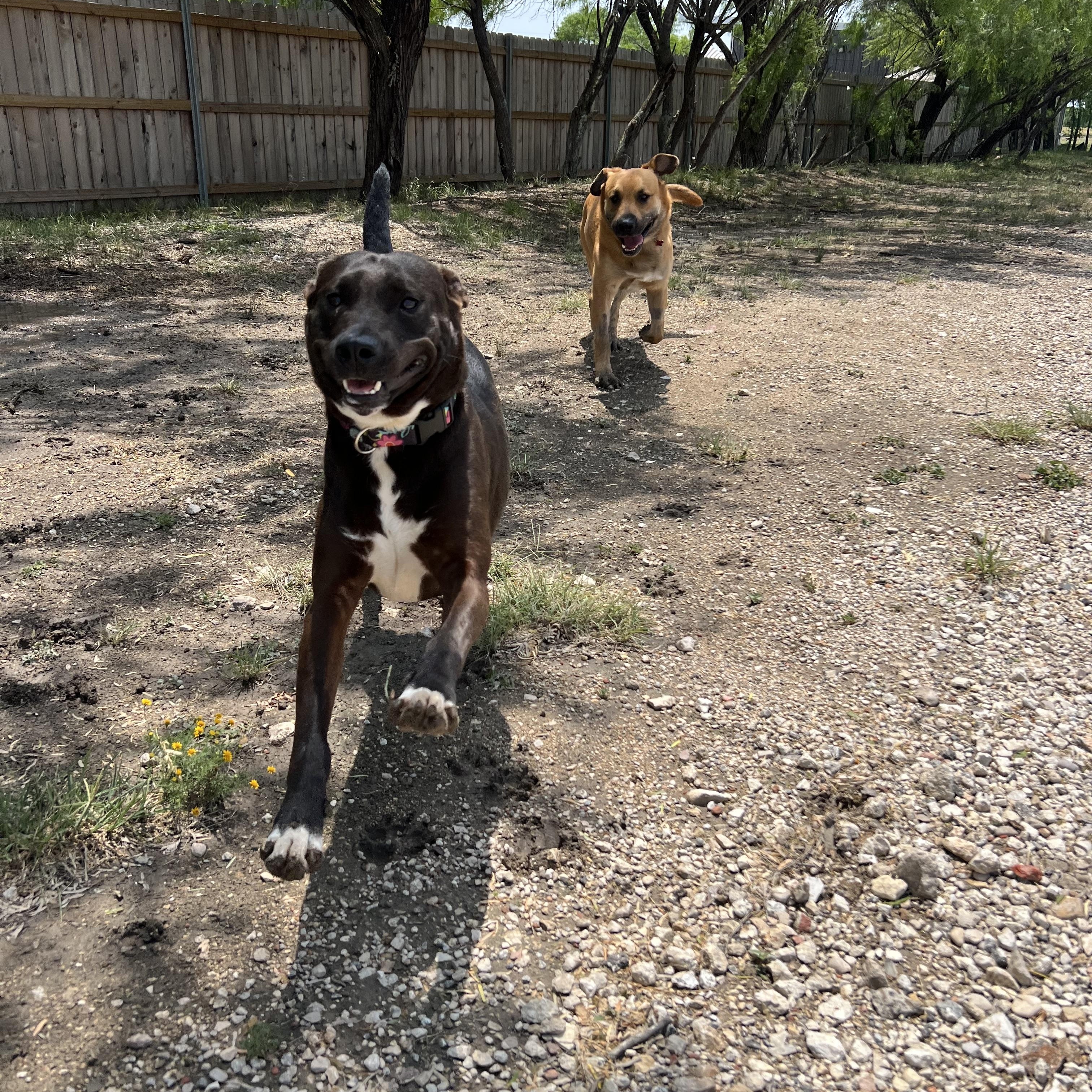Iris, a Adoptable mixed breed in San Antonio, TX image 4/6