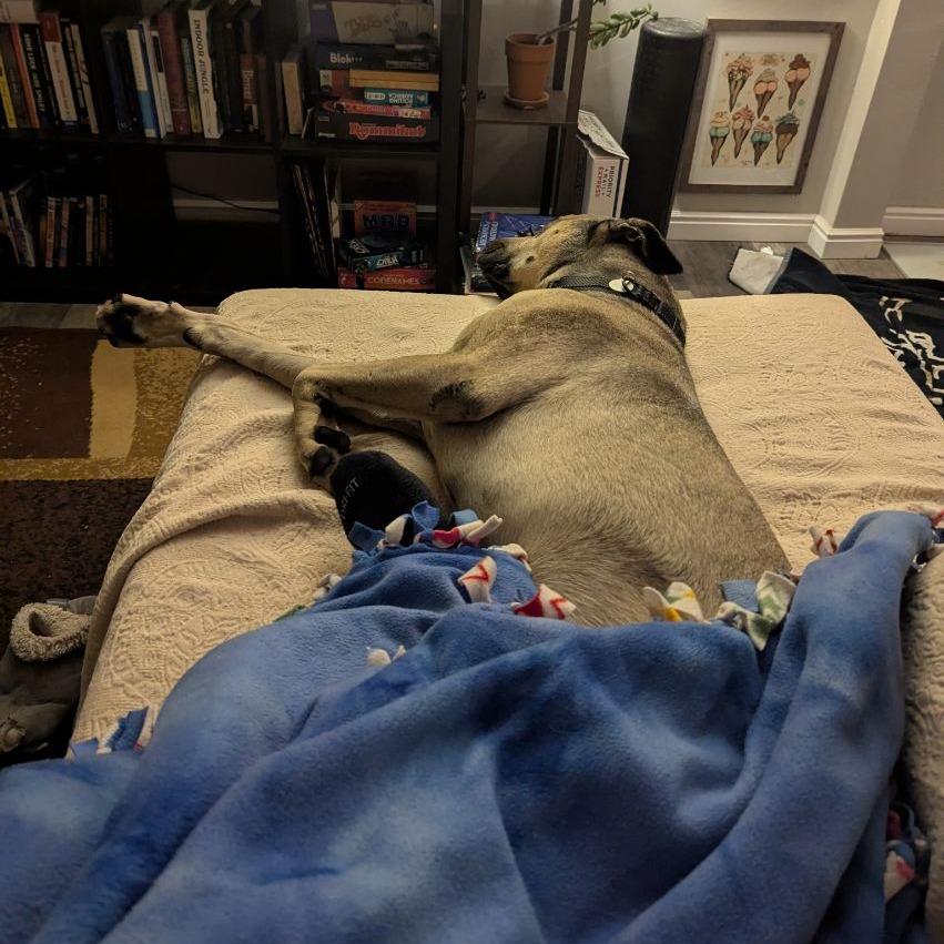 Poblano, Adoptable, Adult Male German Shepherd Dog.