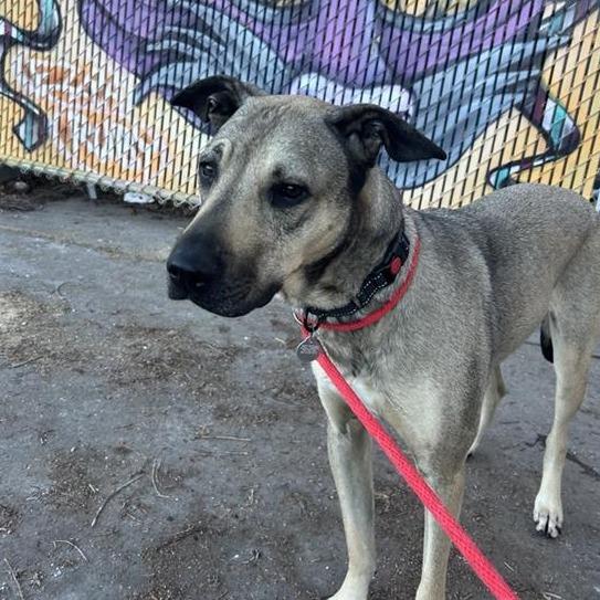 Poblano, Adoptable, Adult Male German Shepherd Dog.