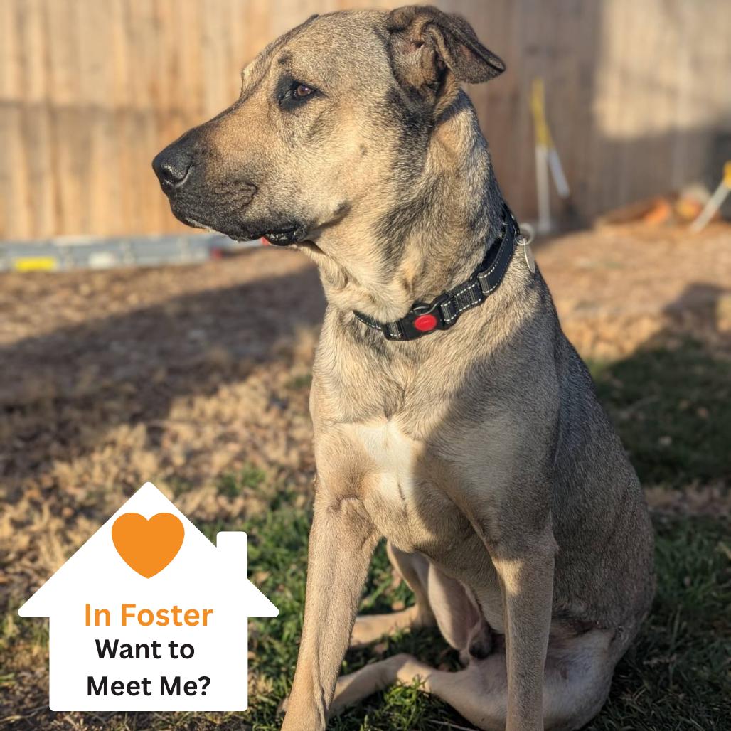 Enlarge Poblano, a Adoptable mixed breed in Salt Lake City, UT image 3/6