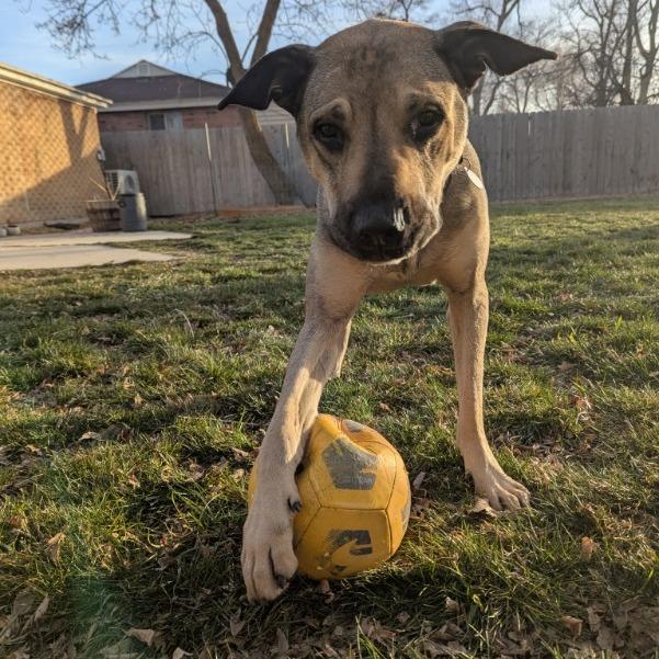 Enlarge Poblano, a Adoptable mixed breed in Salt Lake City, UT image 6/6