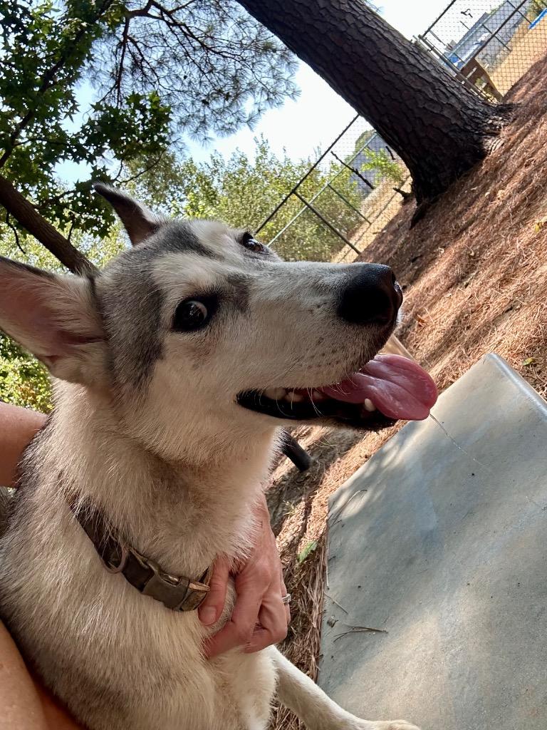 Fuji, Adoptable, Puppy Male Husky.