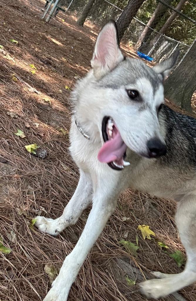 Enlarge Fuji, a Adoptable Husky in Little Rock, AR image 2/3