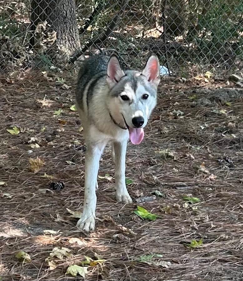 Enlarge Fuji, a Adoptable Husky in Little Rock, AR image 3/3