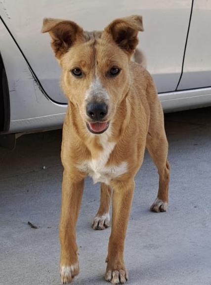 Macy, Young Female Labrador Retriever