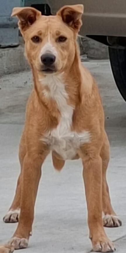 Enlarge Macy, a Adoptable mixed breed in San Diego, CA image 3/4