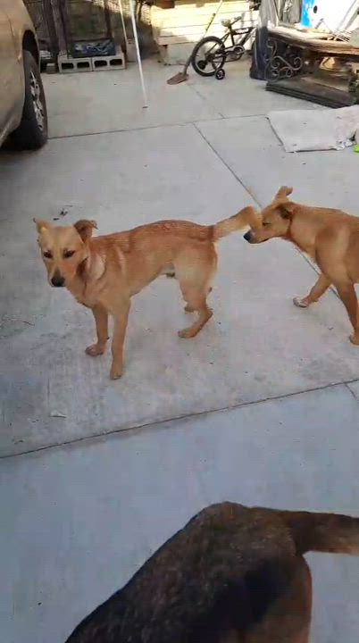 Enlarge Macy, a Adoptable mixed breed in San Diego, CA video 4/4