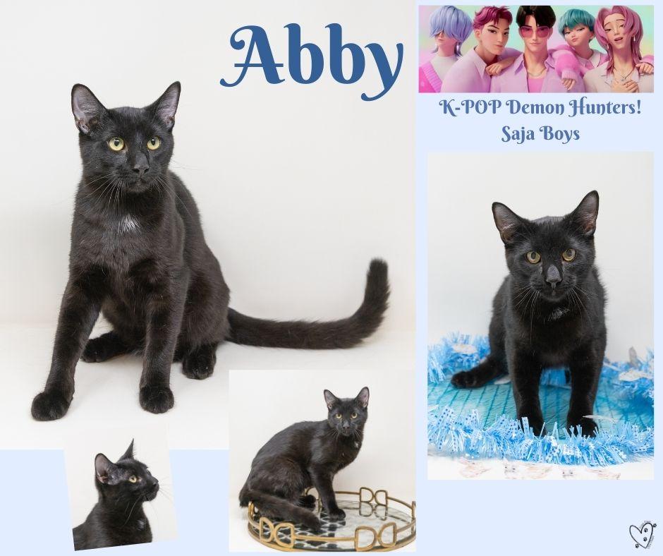 Enlarge Abby, a Adoptable Domestic Short Hair in Trophy Club, TX image 2/6