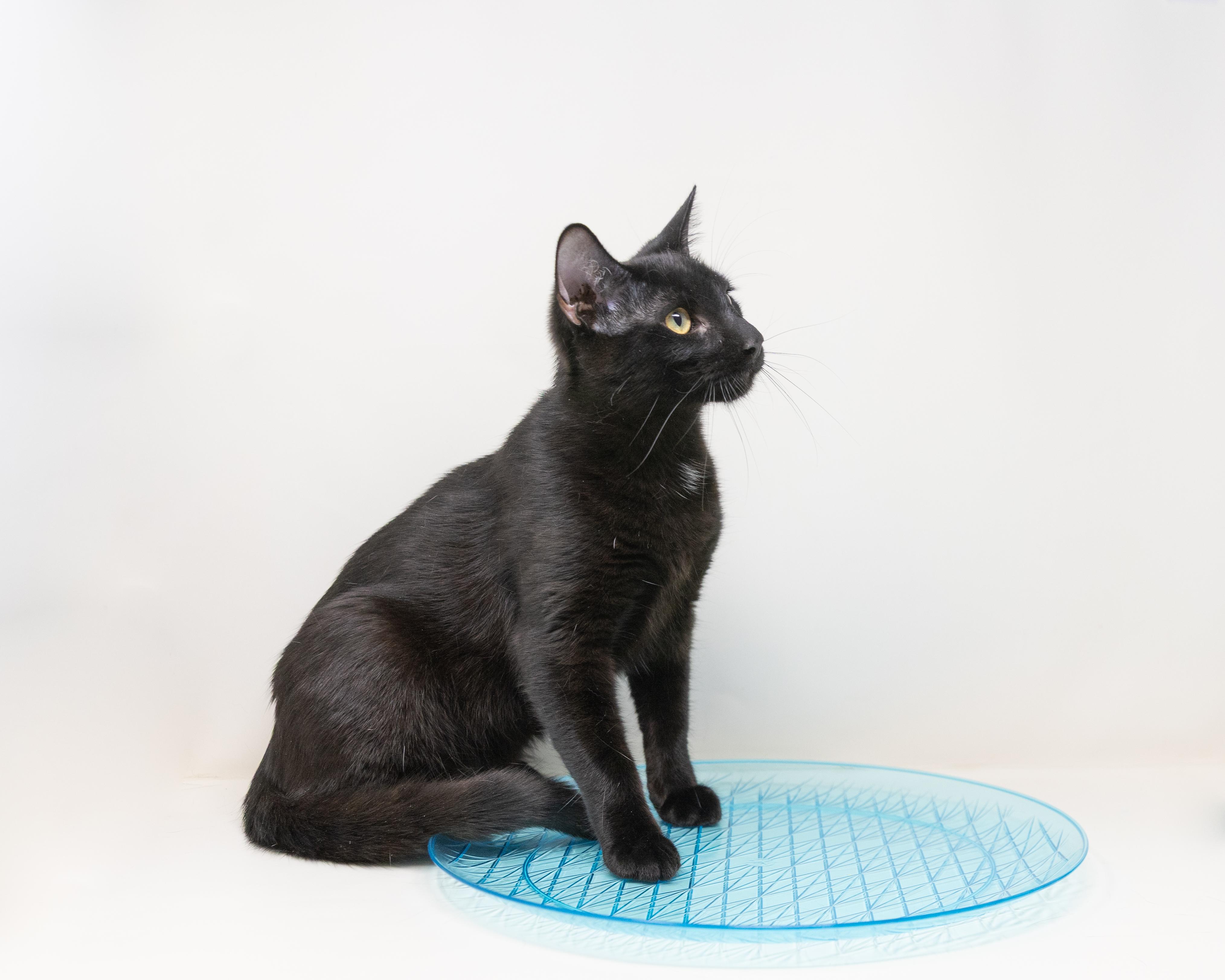 Enlarge Abby, a Adoptable Domestic Short Hair in Trophy Club, TX image 5/6