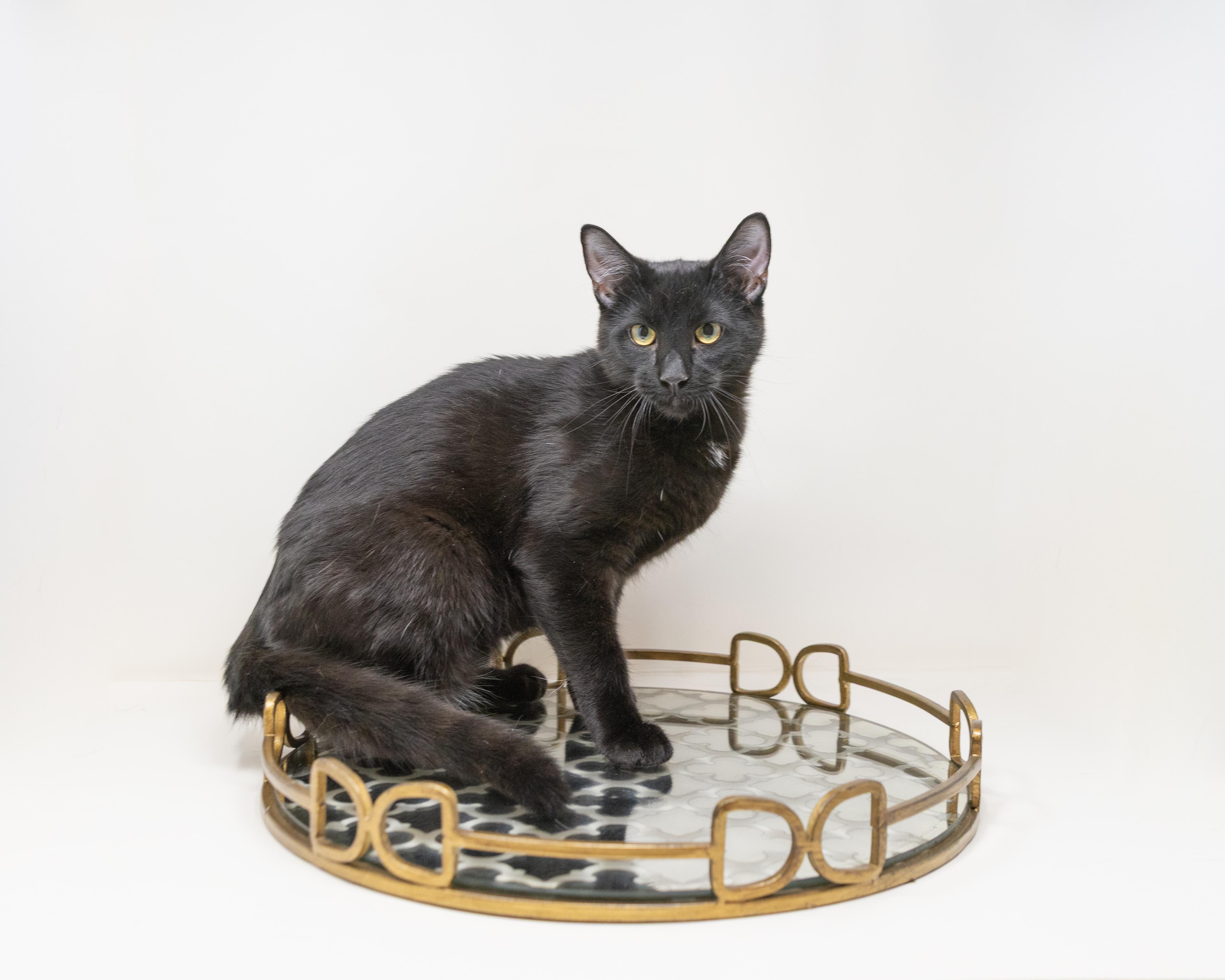 Enlarge Abby, a Adoptable Domestic Short Hair in Trophy Club, TX image 6/6