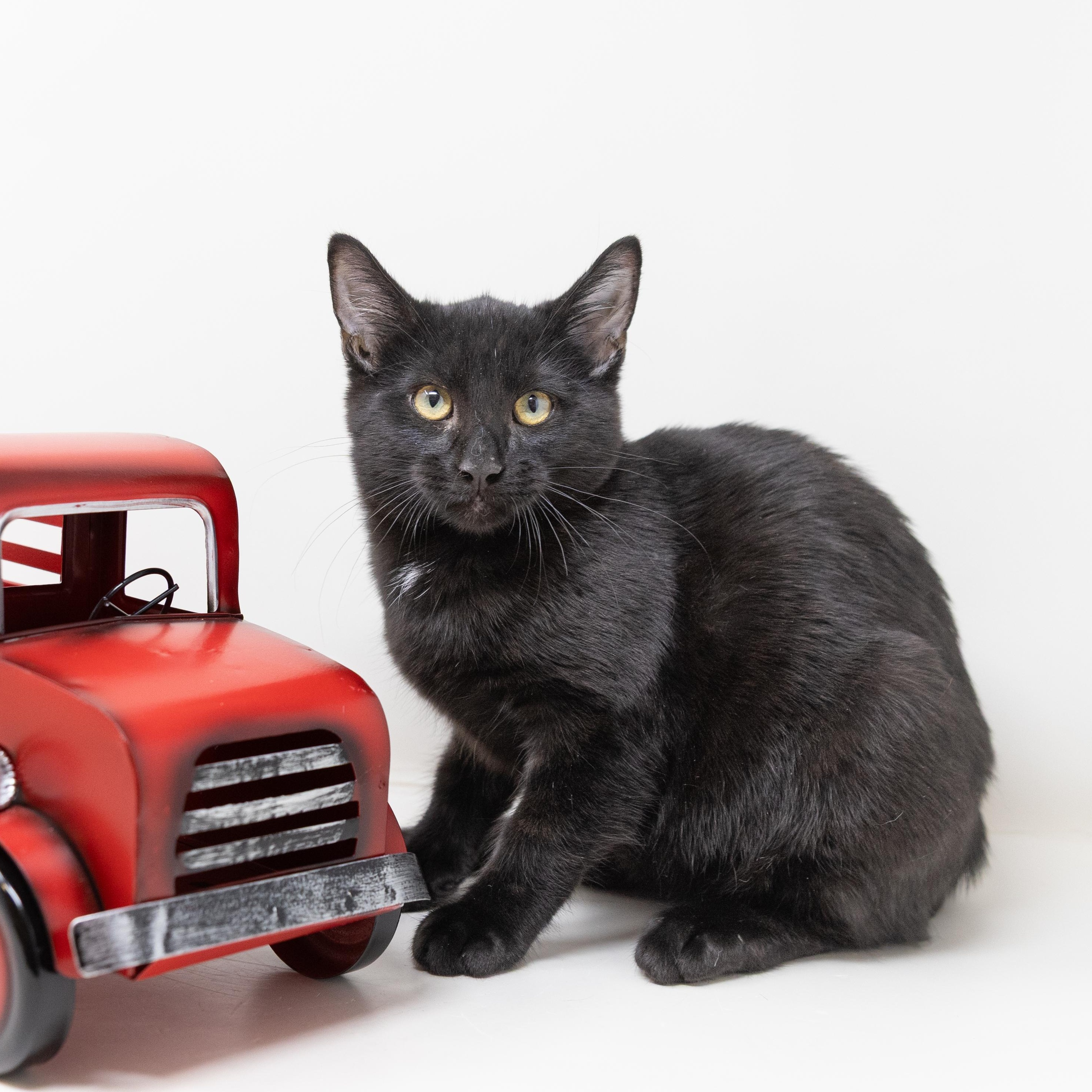 Abby, Adoptable, Young Male Domestic Short Hair.