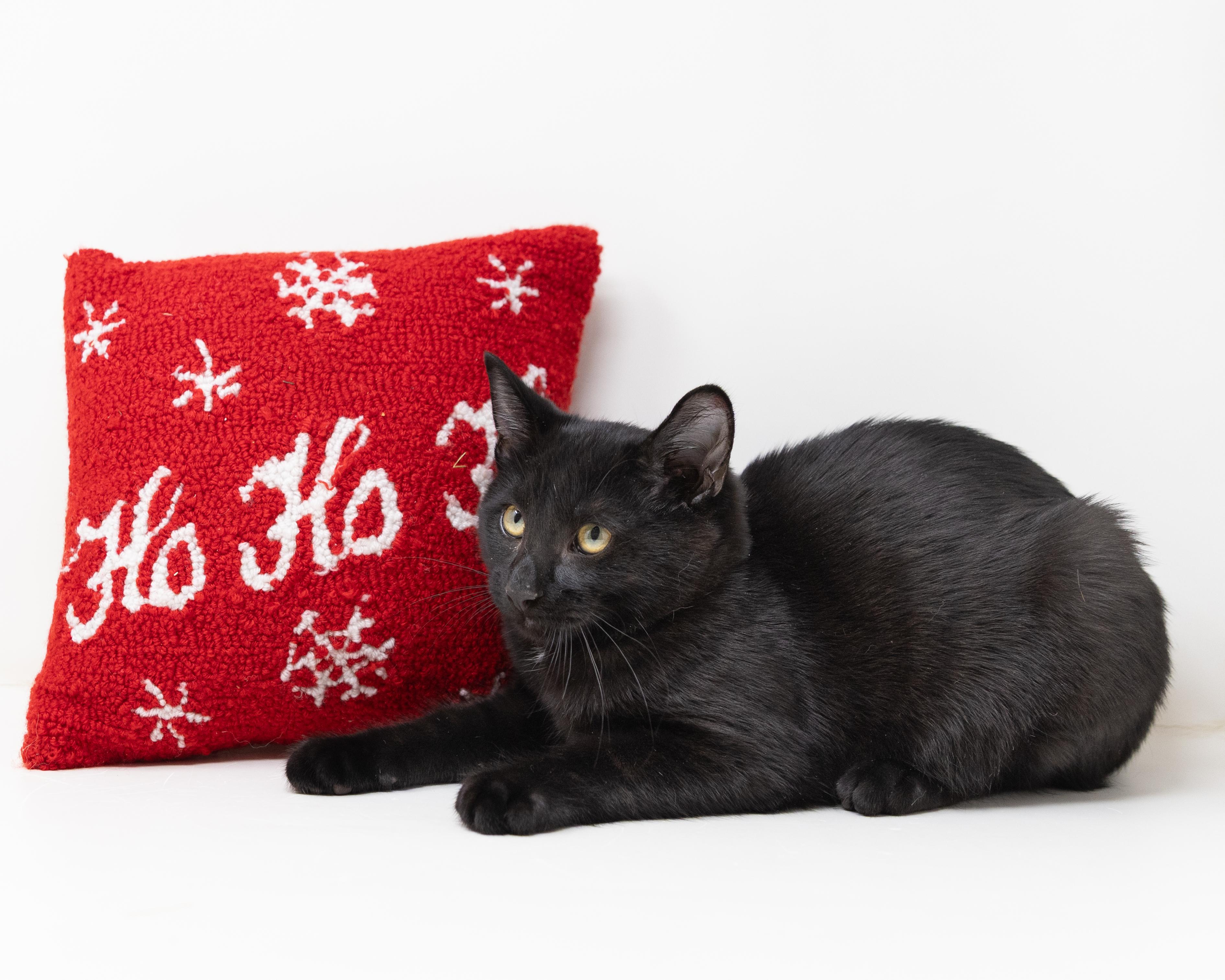 Enlarge Abby, a Adoptable Domestic Short Hair in Trophy Club, TX image 2/3