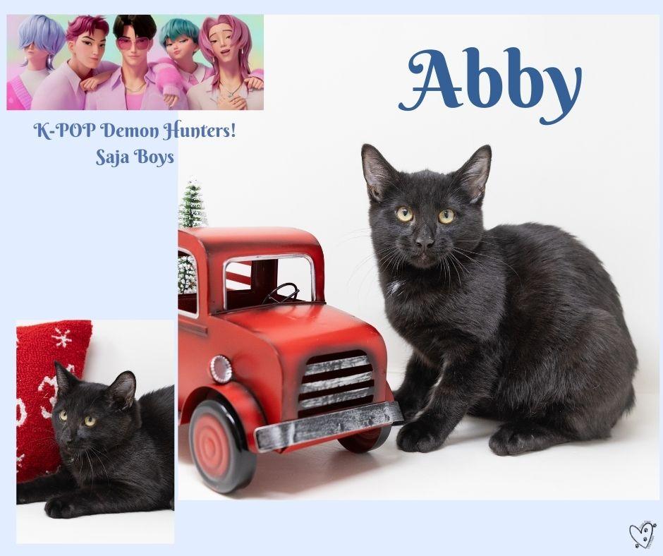 Enlarge Abby, a Adoptable Domestic Short Hair in Trophy Club, TX image 3/3