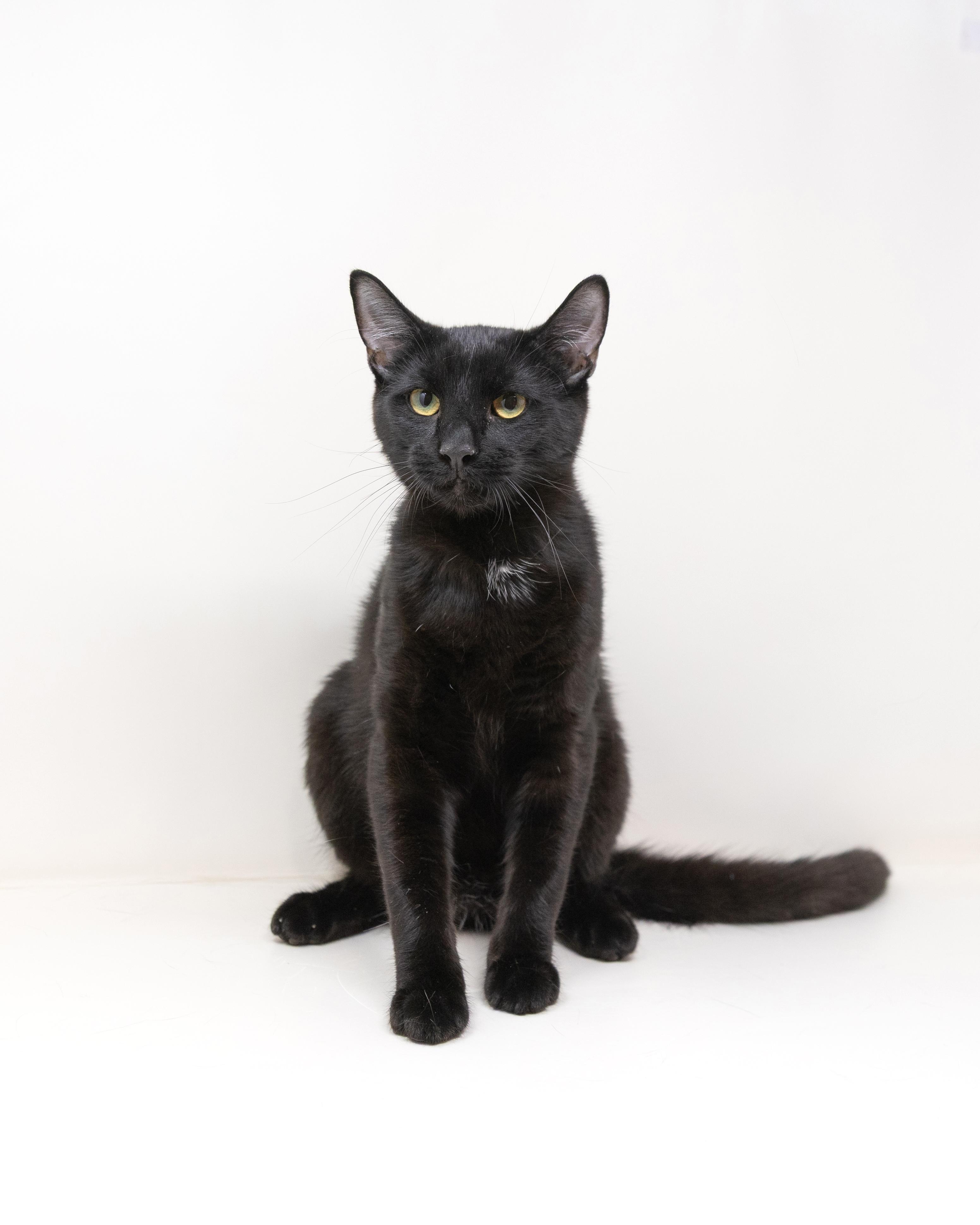 Abby, Adoptable, Young Male Domestic Short Hair.