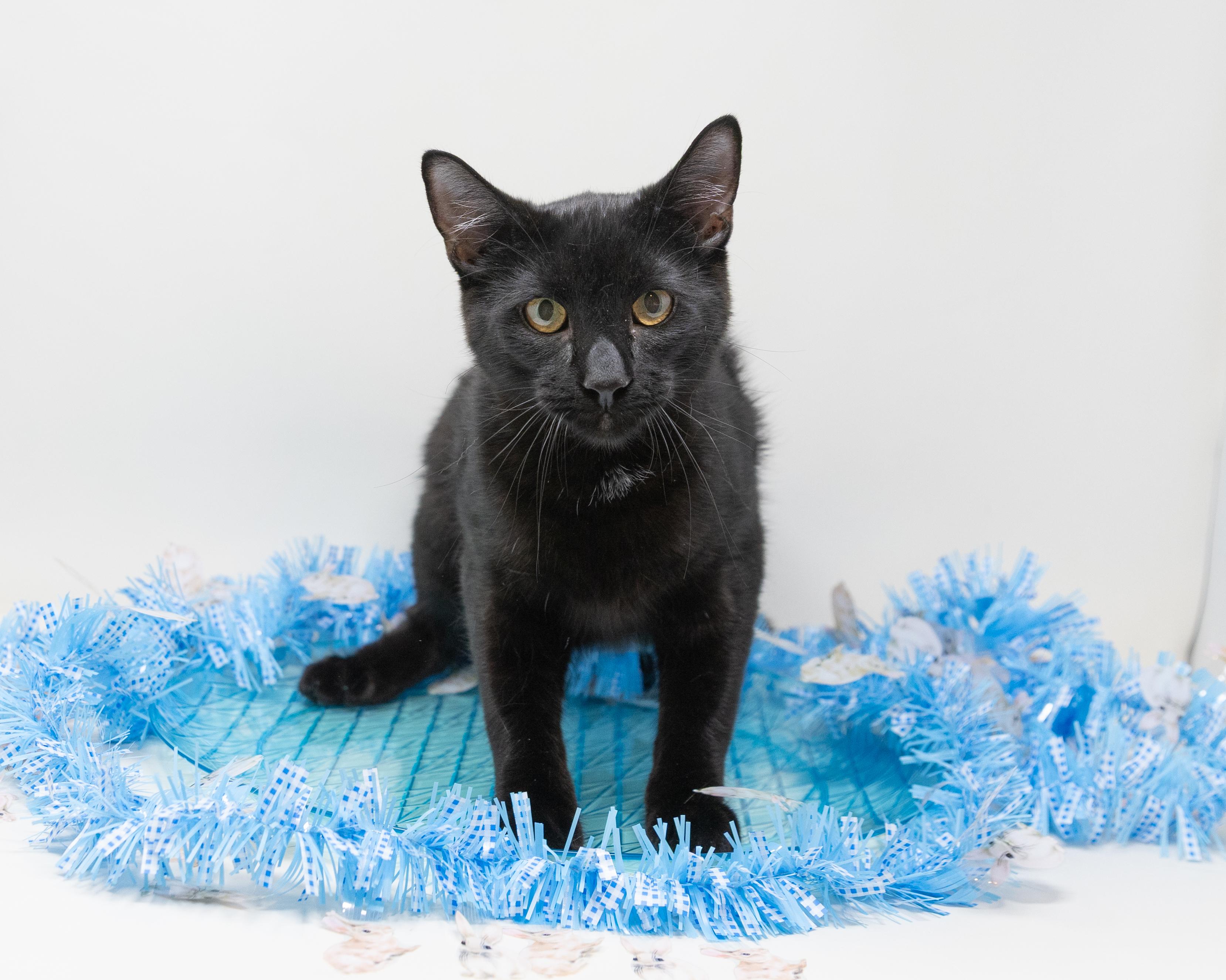 Enlarge Abby, a Adoptable Domestic Short Hair in Trophy Club, TX image 3/6