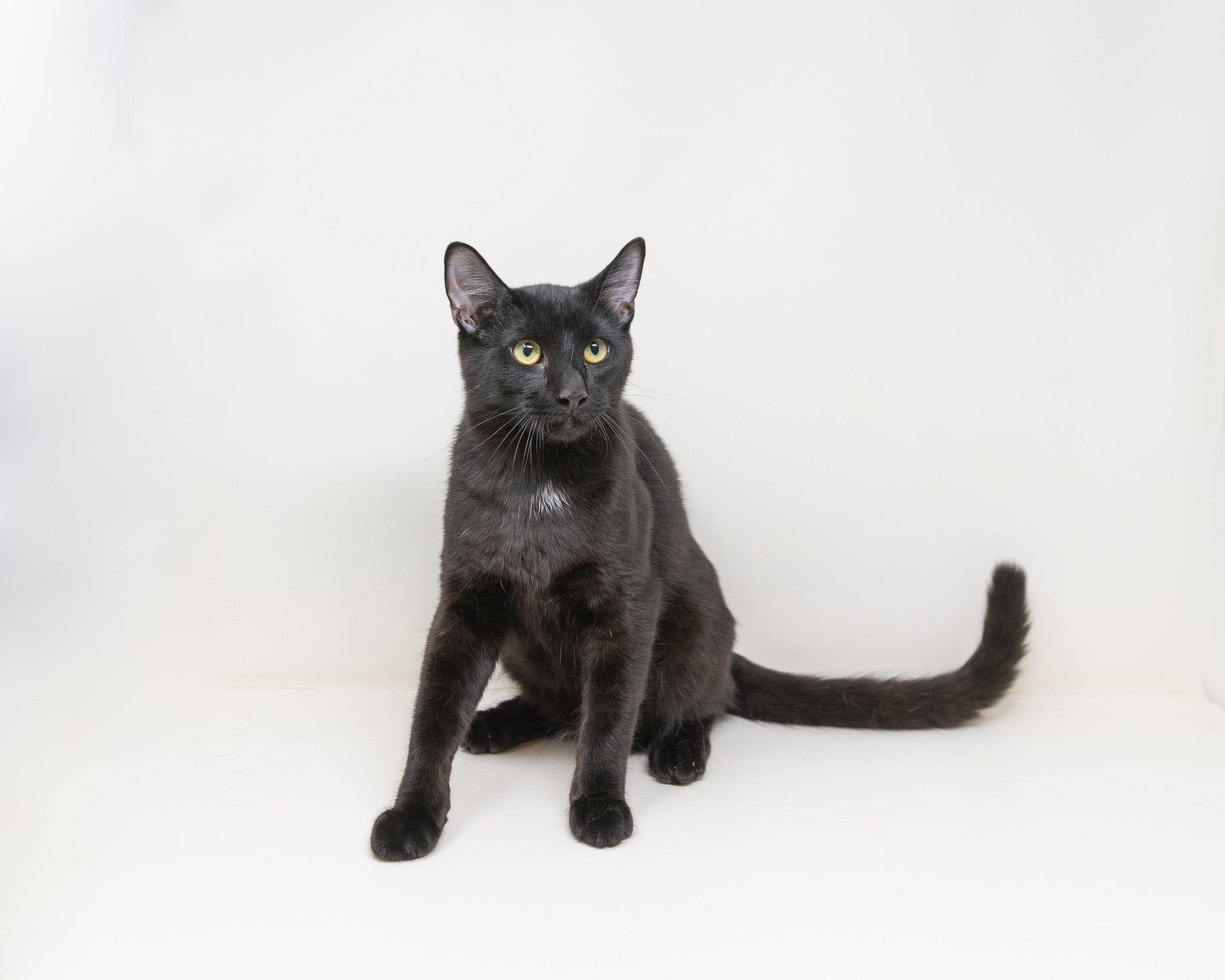 Enlarge Abby, a Adoptable Domestic Short Hair in Trophy Club, TX image 1/6