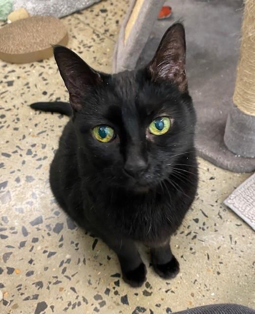 Enlarge ROSIE, a Adoptable Domestic Short Hair in Leesburg, VA image 1/1