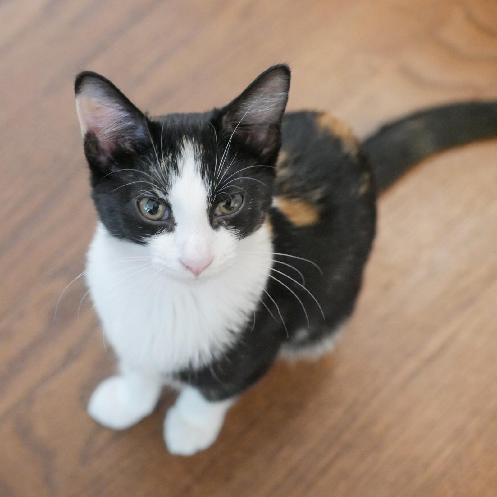 Lettie And Tommy Tomato thumbnail 5