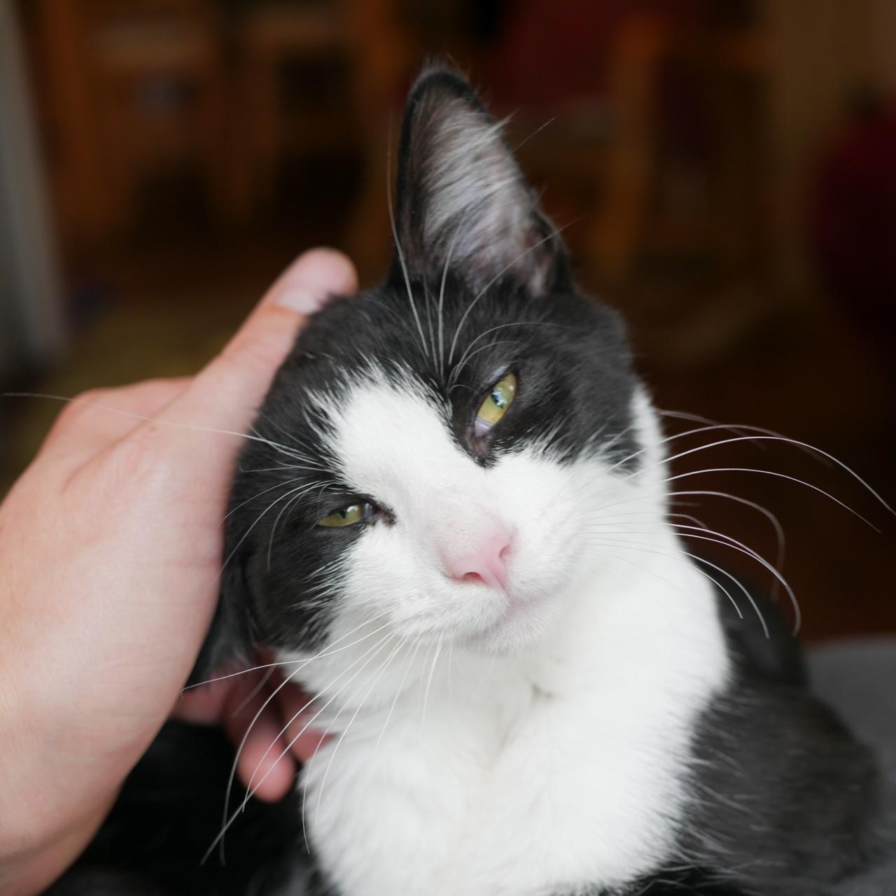 Lettie And Tommy Tomato thumbnail 2