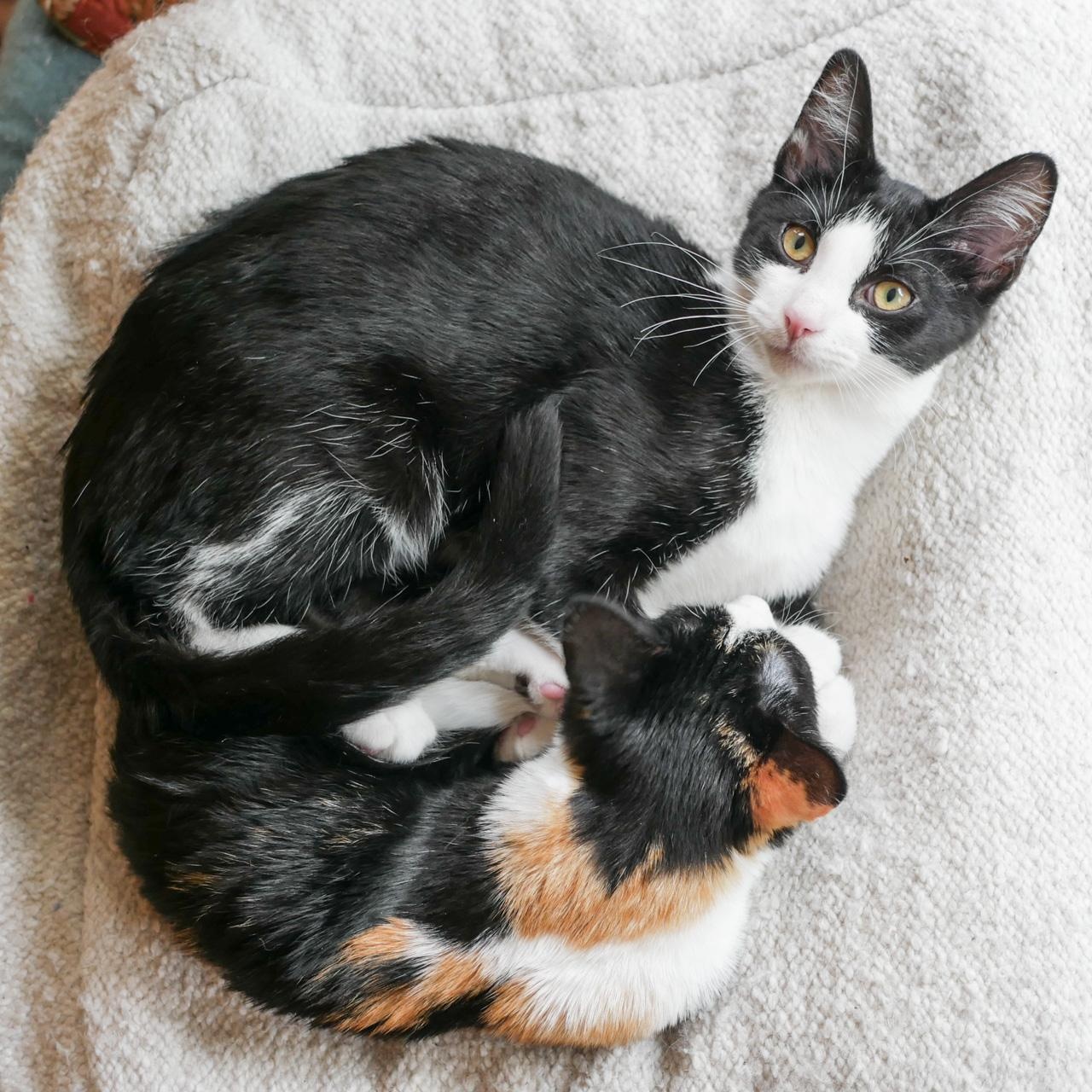 Lettie And Tommy Tomato photo 1