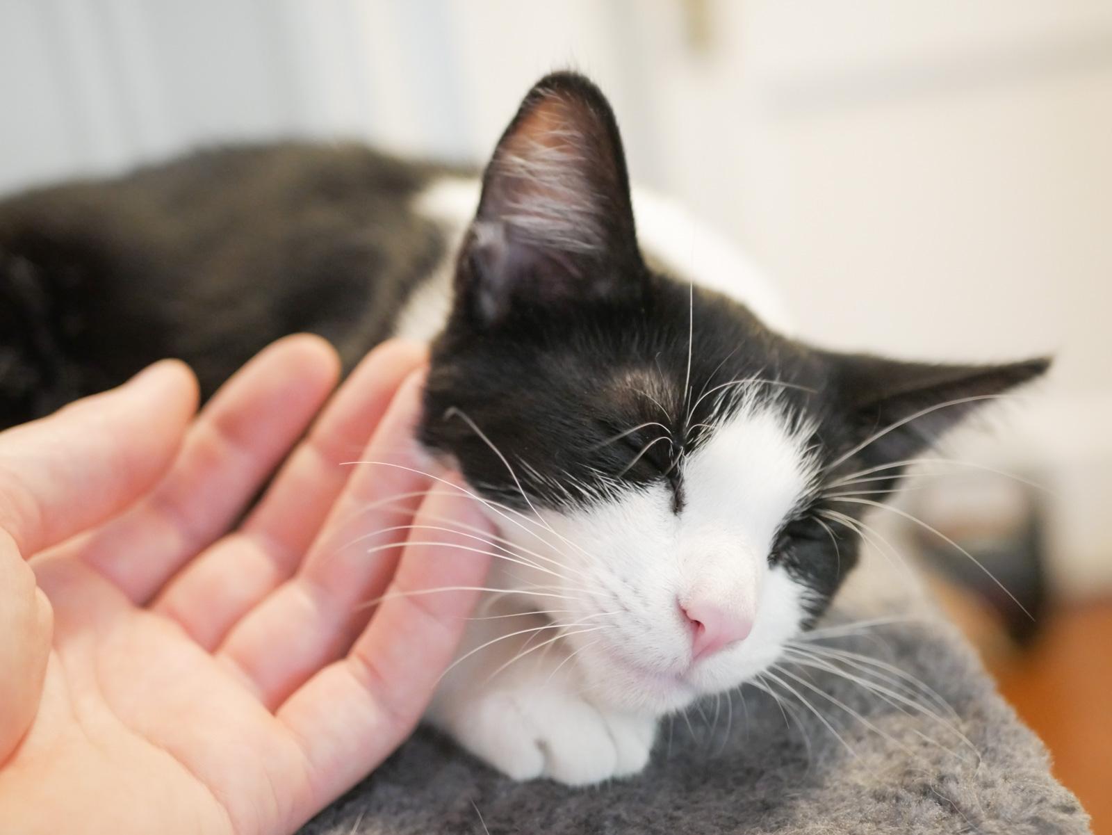 Lettie And Tommy Tomato thumbnail 6