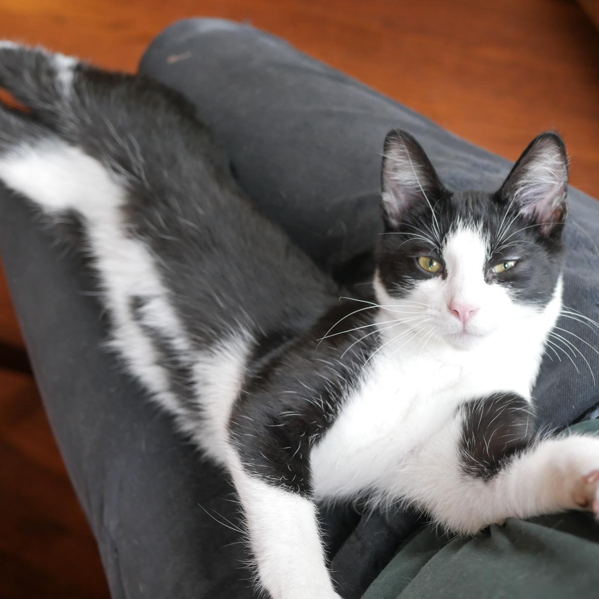 Lettie And Tommy Tomato thumbnail 4