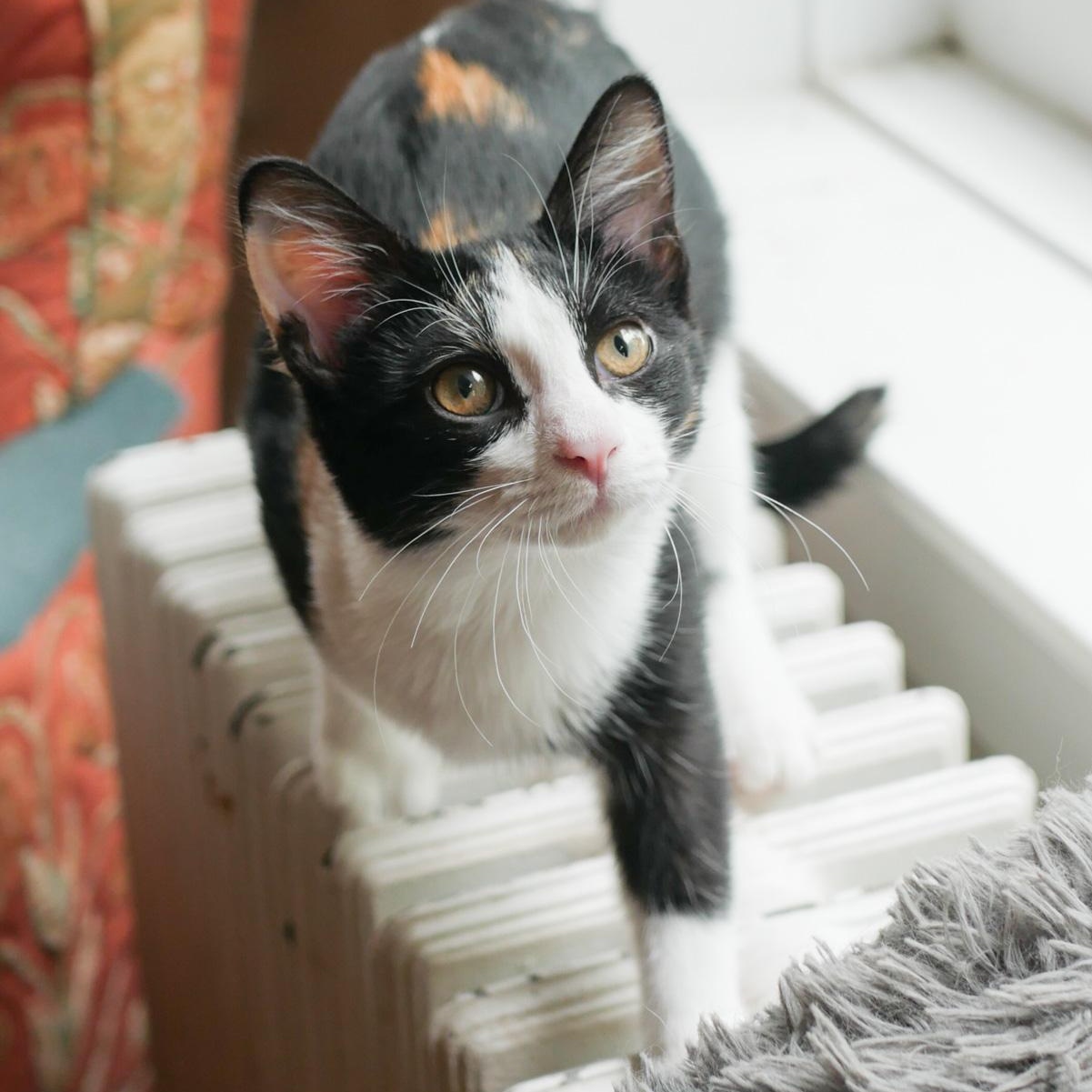 Lettie And Tommy Tomato thumbnail 3