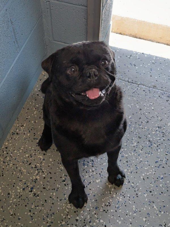 Enlarge Doug, a ADOPTABLE Pug in Benson, AZ image 1/1