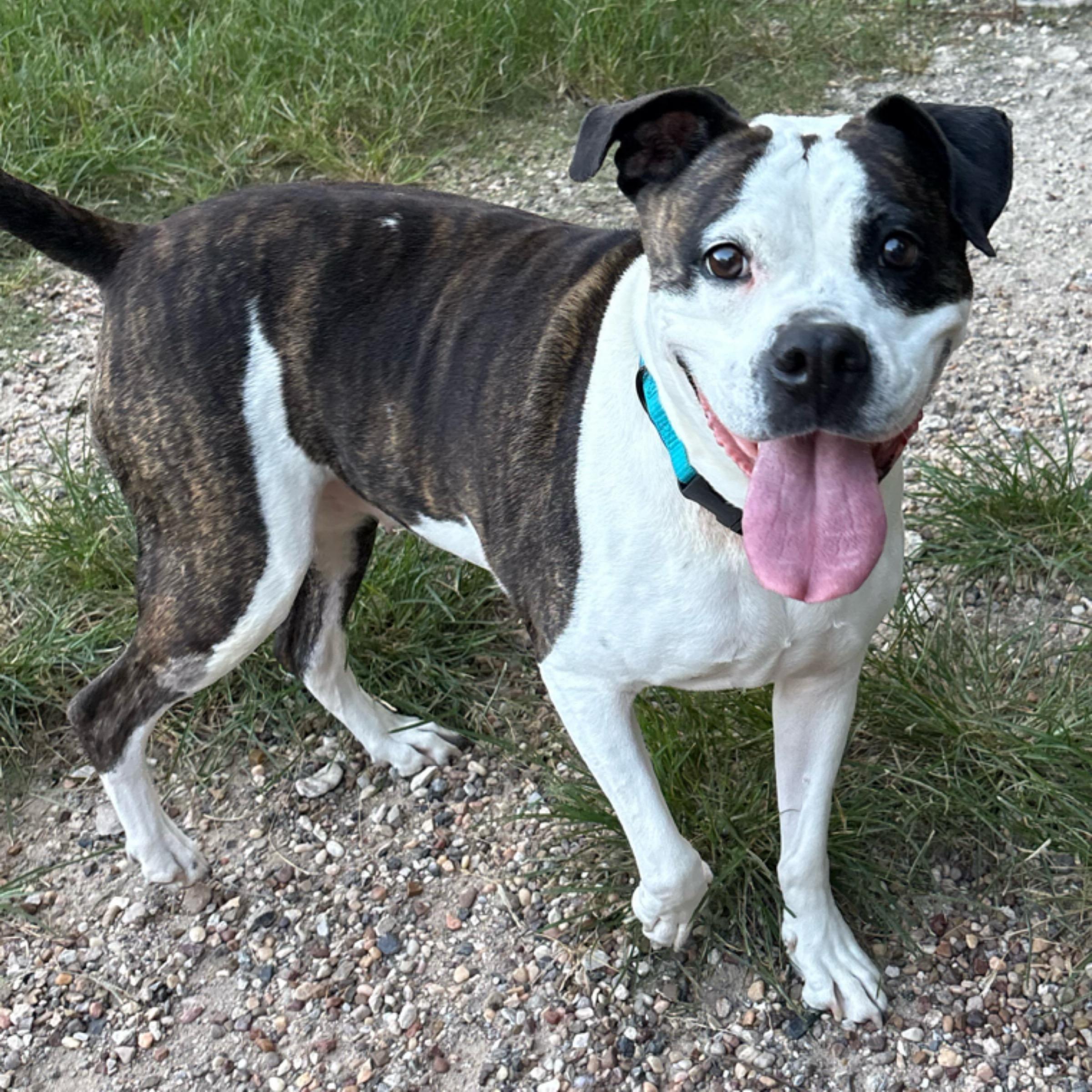 Abbey, Adoptable, Adult Female American Bulldog.