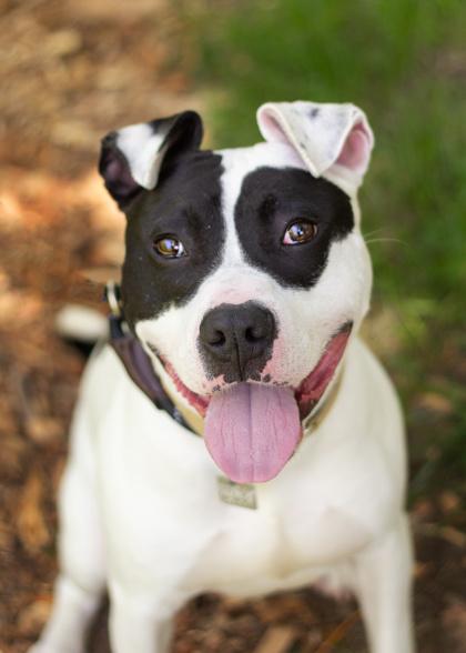 Enlarge Pepper Jack, a ADOPTABLE Mixed Breed in Hamilton, OH image 1/3