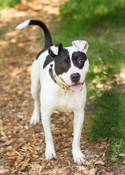 Enlarge Pepper Jack, a ADOPTABLE Mixed Breed in Hamilton, OH image 3/3