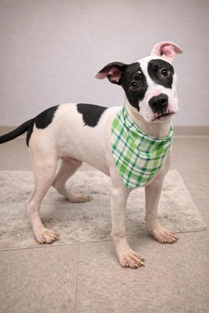 Enlarge Pepper Jack, a ADOPTABLE Mixed Breed in Hamilton, OH image 2/3