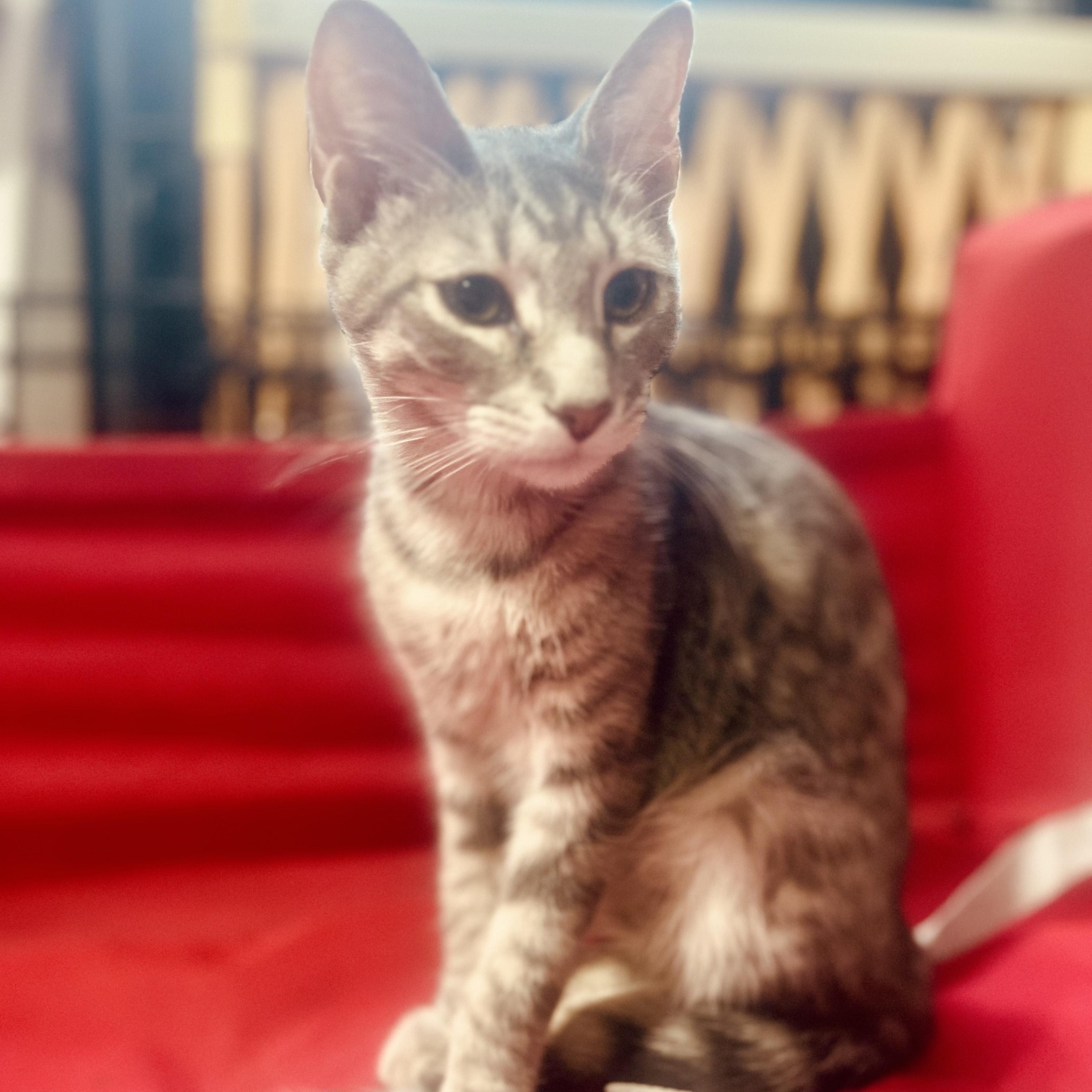 Toni, a Adoptable Domestic Short Hair in Norfolk, VA image 1/5