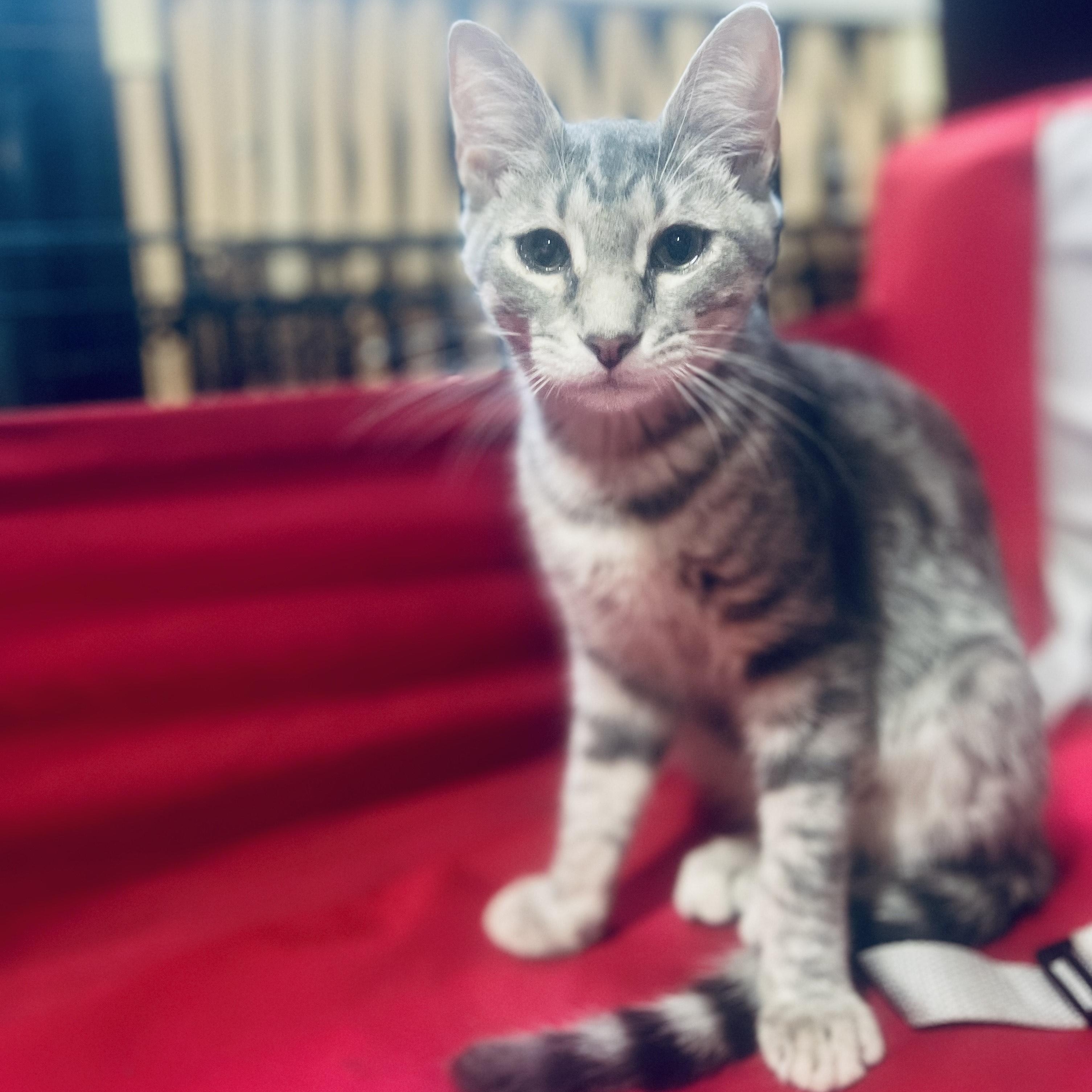 Toni, a Adoptable Domestic Short Hair in Norfolk, VA image 2/5