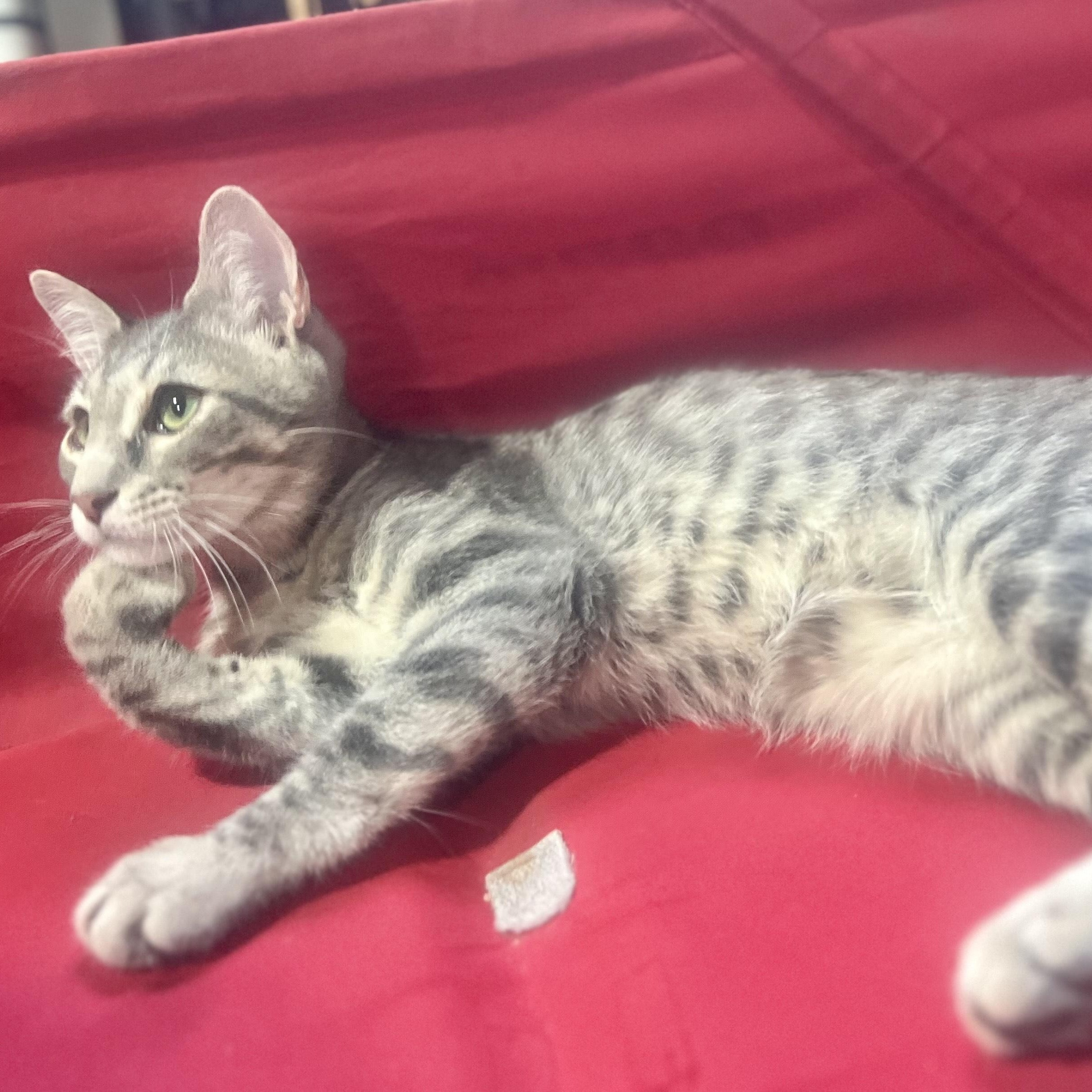 Toni, a Adoptable Domestic Short Hair in Norfolk, VA image 4/5