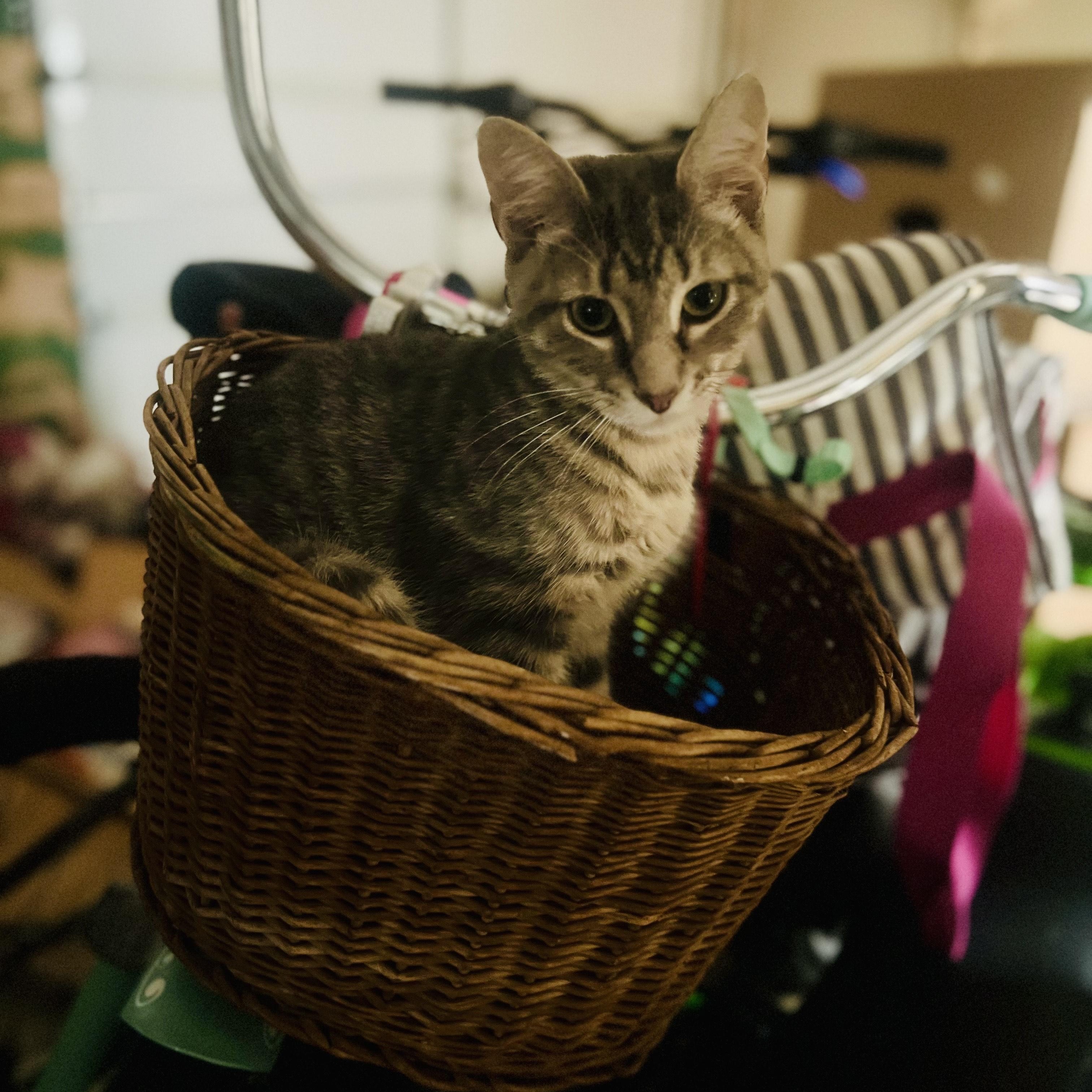 Toni, a Adoptable Domestic Short Hair in Norfolk, VA image 5/5