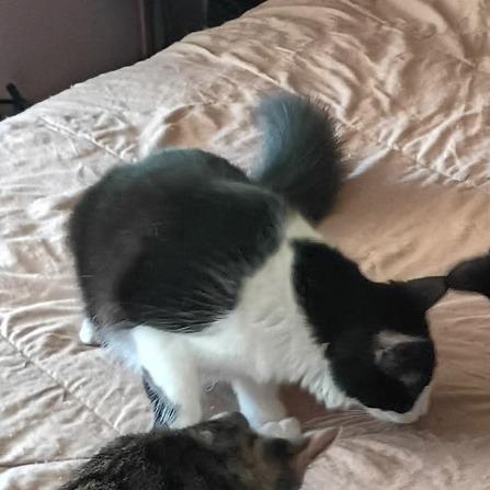 Sweet Girl, Adoptable, Young Female Domestic Short Hair.