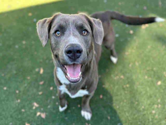 Enlarge SPROUT, a Adoptable mixed breed in Bonita, CA image 1/1